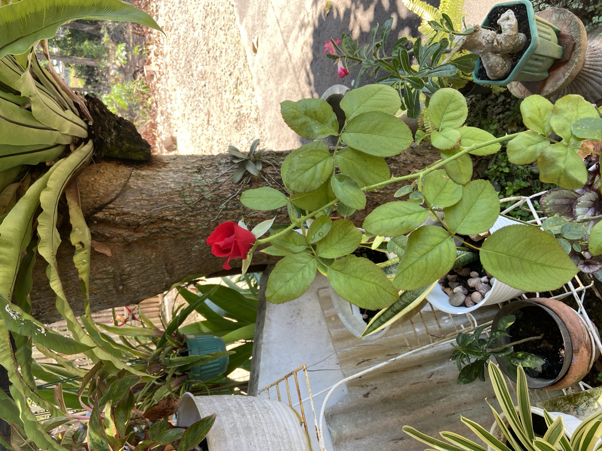 The image depicts an outdoor scene with a variety of potted plants situated near the base of a large tree. In the foreground, a single red rose is in bloom, with lush green leaves surrounding its stem. To the left, a large white pot contains a plant with variegated green and white leaves. Several other potted plants are visible, including a small tree in a terracotta pot and a green pot containing a plant with a bulbous base. In the background, a bird's nest fern is attached to the tree. The ground appears to be covered in gravel and dirt, with some dry leaves scattered around. The lighting suggests it is daytime, with sunlight casting shadows. The scene is located in Margorejo, Indonesia. There are no people or animals present in the image.