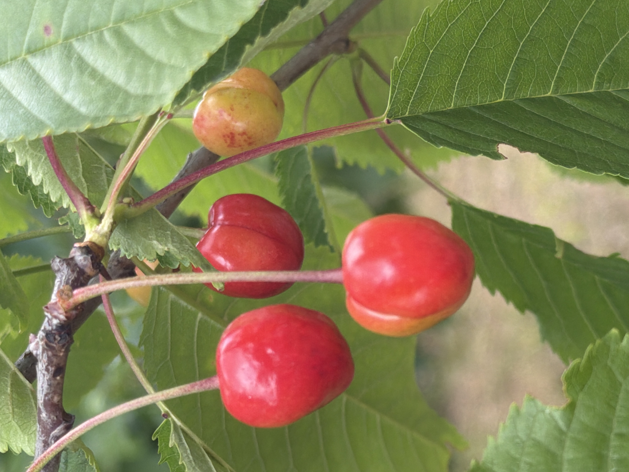 A close-up, vertical shot captures several ripe cherries hanging from a tree branch in Лемболово-парк Днп, Russia. The cherries are predominantly red, with some showing hints of yellow, indicating varying stages of ripeness. They are attached to thin, reddish stems that connect to a thicker, gnarled branch. Lush green leaves, some with serrated edges, surround the fruit, creating a natural, outdoor setting. The background is blurred, suggesting a shallow depth of field, with hints of other foliage and possibly a dirt path or ground visible. There are no people or animals present. The lighting is natural, likely from daylight, highlighting the glossy texture of the cherries.