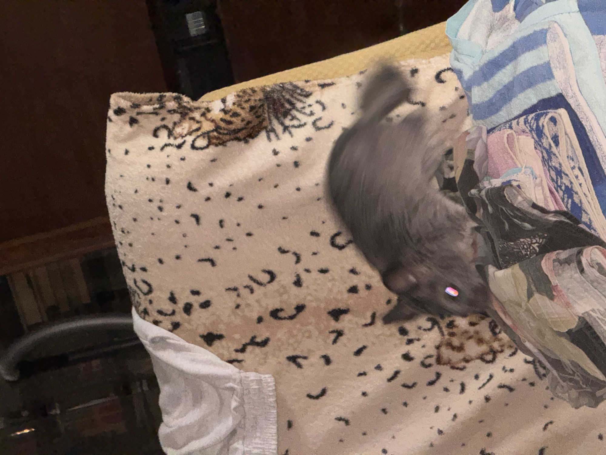 A blurry, gray chinchilla with pinkish eyes is positioned on a patterned blanket. The chinchilla is in the process of sniffing or chewing on a pile of folded clothes, which are a mix of colorful fabrics. The background of the image is dark and indistinct, with a hint of what appears to be furniture and possibly a window. The overall lighting is dim, suggesting an indoor setting, likely a home. There is no information in the image to determine a specific location in the city of Shakhty, Russia.