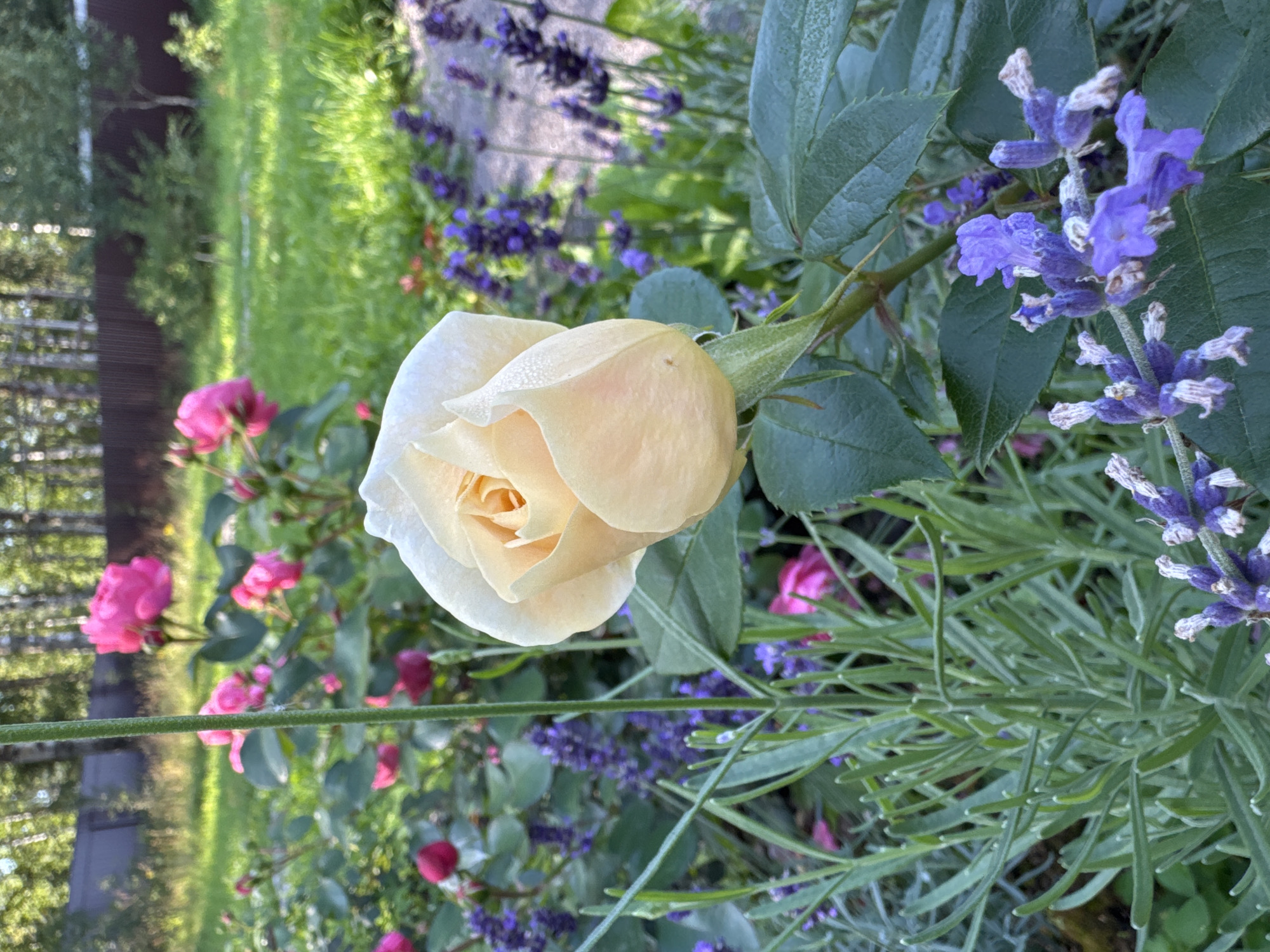 A close-up, eye-level shot captures a blooming rose with pale yellow petals, glistening with dew drops, as the primary subject. The rose is positioned in the center-right of the frame, with its stem visible extending vertically. Surrounding the rose is a garden bed featuring blooming purple flowers, likely lavender, and green foliage. In the background, several bright pink roses are in bloom, and further back, a dark brown wooden fence separates the garden from a grassy area with trees and dappled sunlight. The overall environment suggests a garden in a residential or park setting, possibly in Steklyannyi, Russia, given the presence of deciduous trees and the style of the fence. There are no people or animals visible in the image. The lighting indicates it is likely daytime, possibly early morning due to the dew.