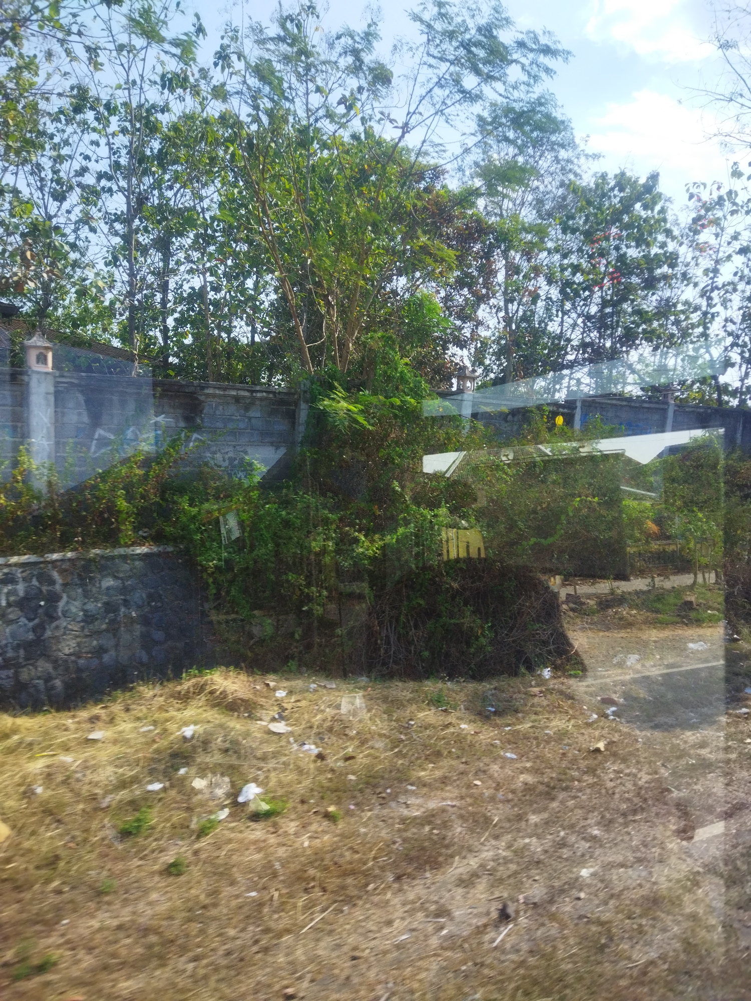 The image displays a sunlit outdoor scene with a clear blue sky and scattered white clouds. The foreground is dominated by dry, brown grass littered with small pieces of white debris. A low stone wall runs along the left side of the image, with a higher brick wall constructed on top of it. This brick wall is partially covered by lush green vegetation, including vines and bushes.
Beyond the walls, trees with dense green foliage are visible, reaching towards the sky. The overall impression is of a slightly neglected but naturally abundant area, possibly on the outskirts of a residential or semi-industrial zone. Given the context of Nguter, Indonesia, this could be a view of a property boundary or an undeveloped plot of land. No people or specific actions are depicted. The lighting suggests it is daytime.