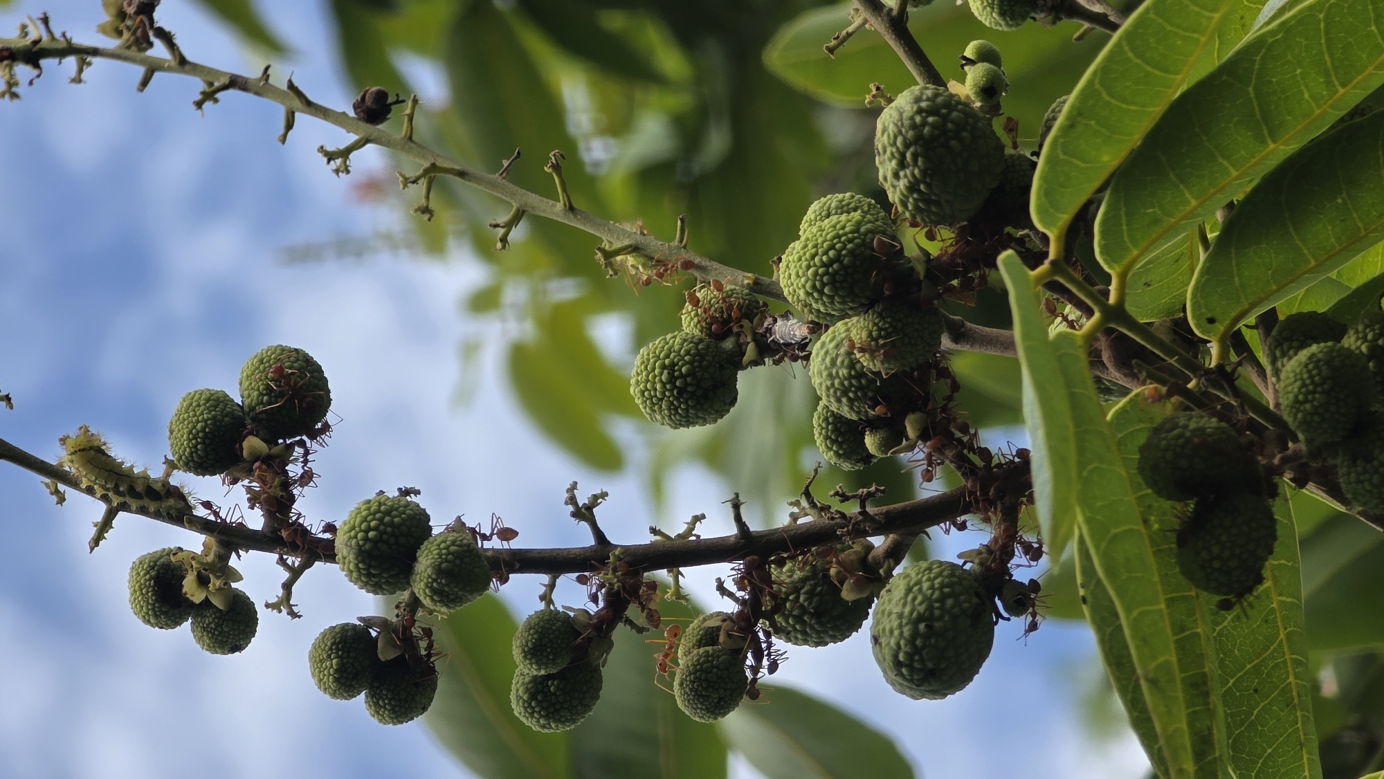 The image shows a branch with small, green, bumpy fruits clustered along it. Red ants are present on the branch and the fruits. Some green leaves are also visible, and the background consists of a blue sky with light clouds. The location is Lhokseumawe, Indonesia.