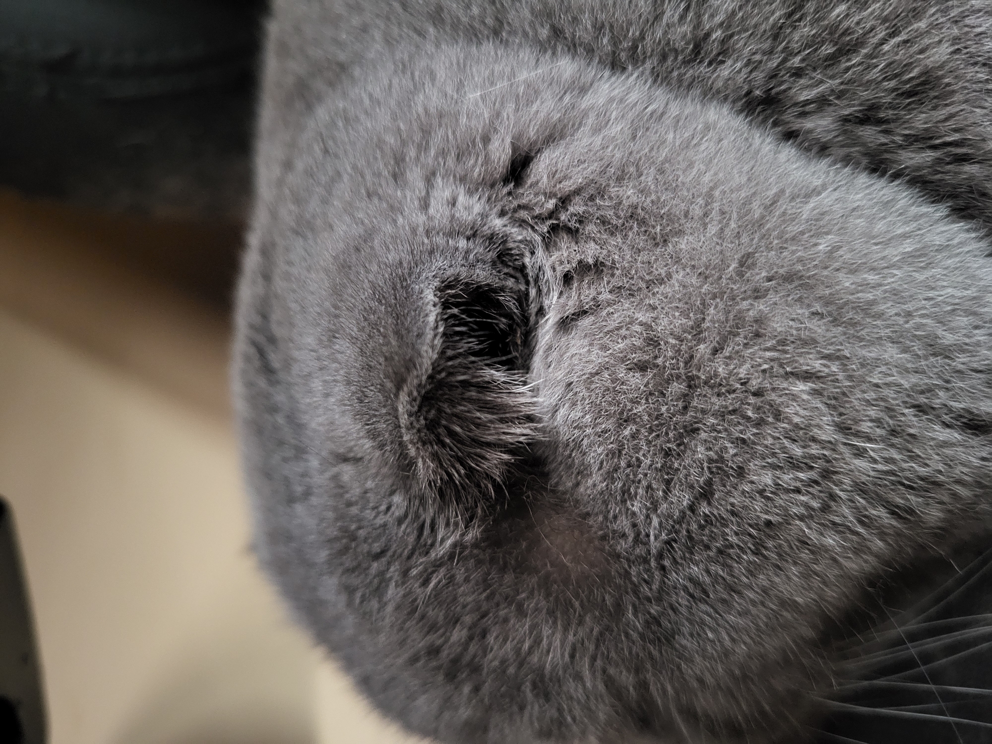 A close-up, eye-level shot focuses on the head of a gray cat, whose fur appears soft and dense. The cat's eye is partially closed and appears dark, with visible eyelashes. The background is blurred, showing a light-colored wall and a dark, indistinct object. The scene is devoid of any other subjects, objects, or actions, and the location is unknown.