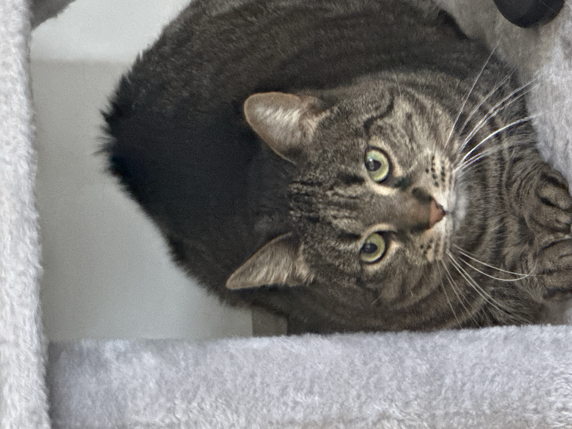 A close-up, eye-level shot captures a domestic tabby cat looking directly at the viewer. The cat has distinctive green eyes, a pink nose, and prominent white whiskers. Its fur exhibits a classic tabby pattern with shades of brown, grey, and black stripes across its face and body. One ear is clearly visible, standing upright.
The cat is positioned on a soft, light grey, fuzzy surface, likely a cat tree, which extends across the bottom and partially up the right side of the frame. Another section of white, fluffy material is visible vertically along the left edge, further suggesting a cat tree. The background behind the cat is a simple, light grey or white wall.
The cat appears alert and calm, with its direct gaze conveying a sense of curiosity or attentiveness. The lighting is soft and even, typical of an indoor environment, making it difficult to determine a specific time of day. No text is visible in the image.