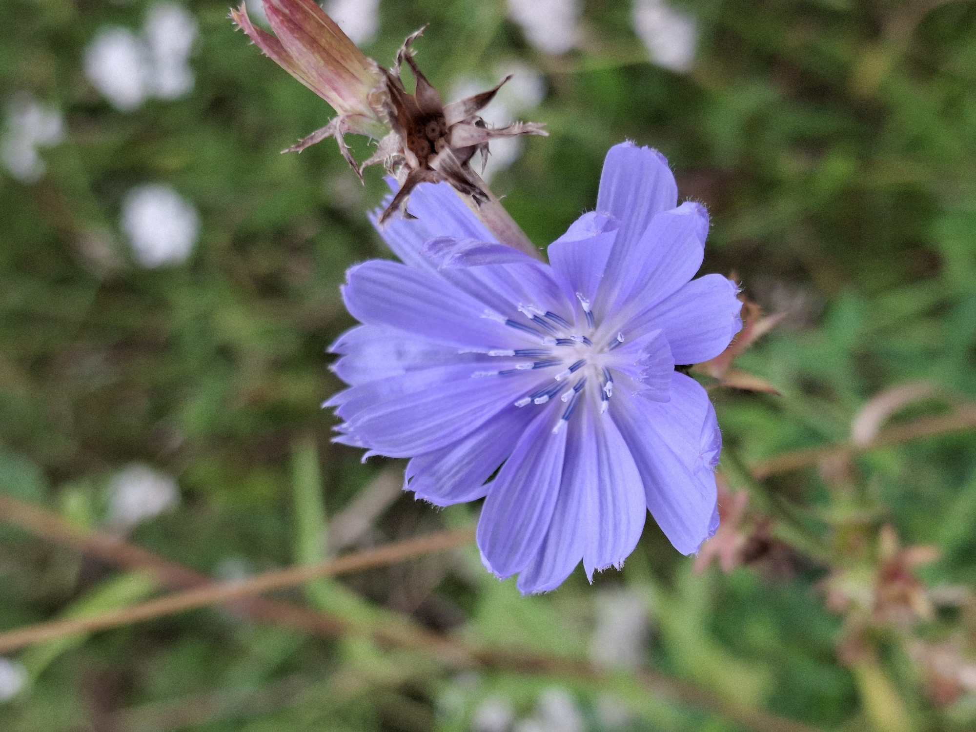 A close-up, vertical shot captures a vibrant, lavender-blue chicory flower in the foreground, its petals fanned out and slightly fuzzy at the edges. The center of the flower reveals delicate, lighter blue stamens. To the right, a dried, reddish-brown seed pod with spiky bracts protrudes from a stem, suggesting a previous bloom. The background is a soft blur of green foliage and scattered white and light pink out-of-focus shapes, indicative of other wildflowers in a natural setting. The lighting appears to be diffused daylight, creating a gentle, natural feel. The scene is located in Plishkino, Russia, within a natural outdoor environment.