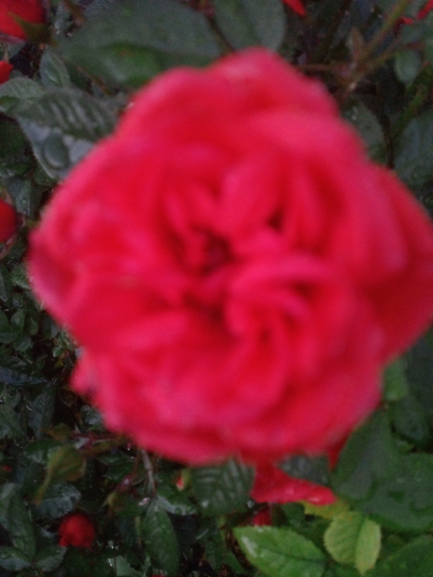 The image shows a close-up of a vibrant red rose in bloom, set against a backdrop of dark green foliage. The rose is the primary subject, filling most of the frame with its layered petals. The lighting is soft, and the focus is shallow, creating a blurred effect in the background and on the edges of the rose, which enhances its soft texture. There is a hint of dew or water droplets on the leaves, suggesting a recent rain or watering. The scene appears to be in a garden or natural setting. The location is not specified in the image.