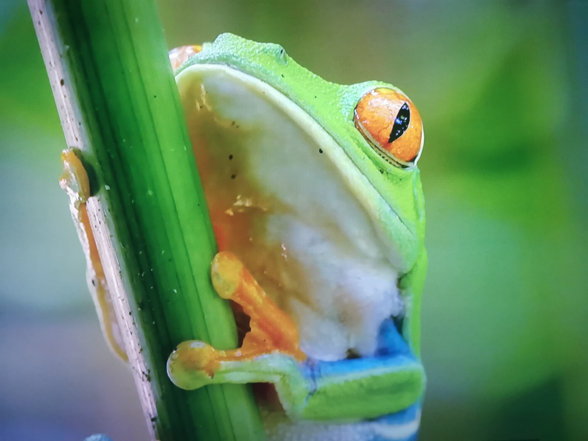 This is a close-up, eye-level, macro photograph of a red-eyed tree frog clinging to a thick green stem. The frog is predominantly bright green with vivid orange eyes and blue and orange markings on its legs. Its body is mostly hidden behind the stem, but its head and front limbs are visible. The frog appears to be looking slightly to the right. The background is a soft, out-of-focus blur of green, suggesting a natural environment. There is no indication of the city of Dnipro, Ukraine, or any urban elements in the image.