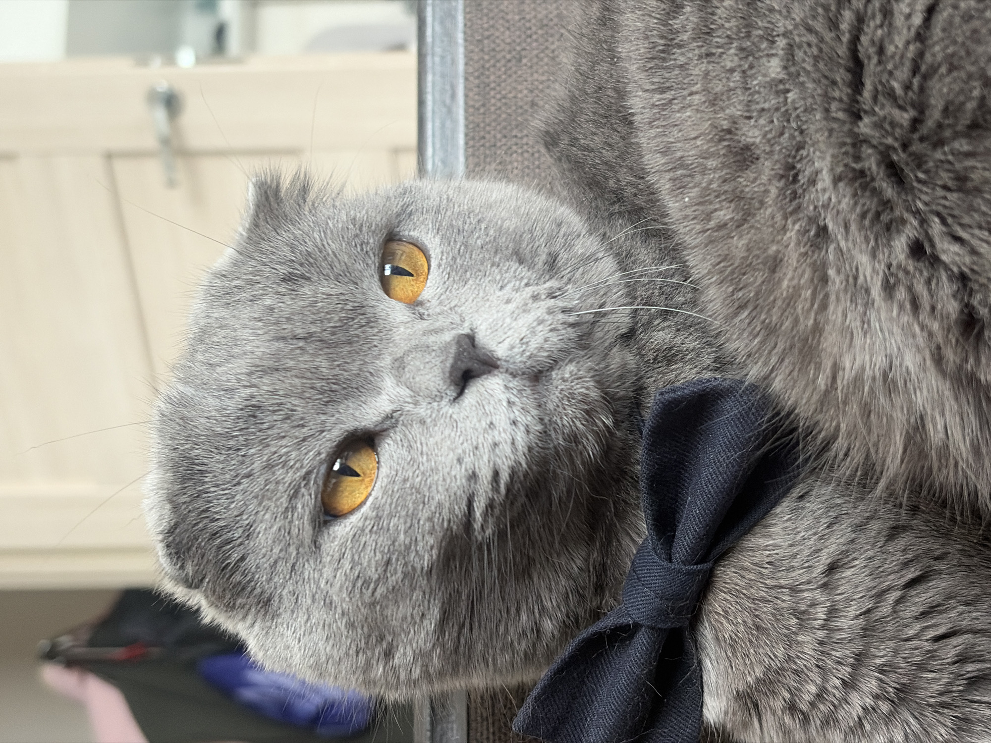 A close-up, slightly angled image captures a gray Scottish Fold cat wearing a dark blue bow tie. The cat has distinct yellow eyes and is resting its head sideways. The background includes a blurred section of a light-colored cabinet or furniture piece, and a gray textured surface is behind the cat's head. The location is not discernible from the image.