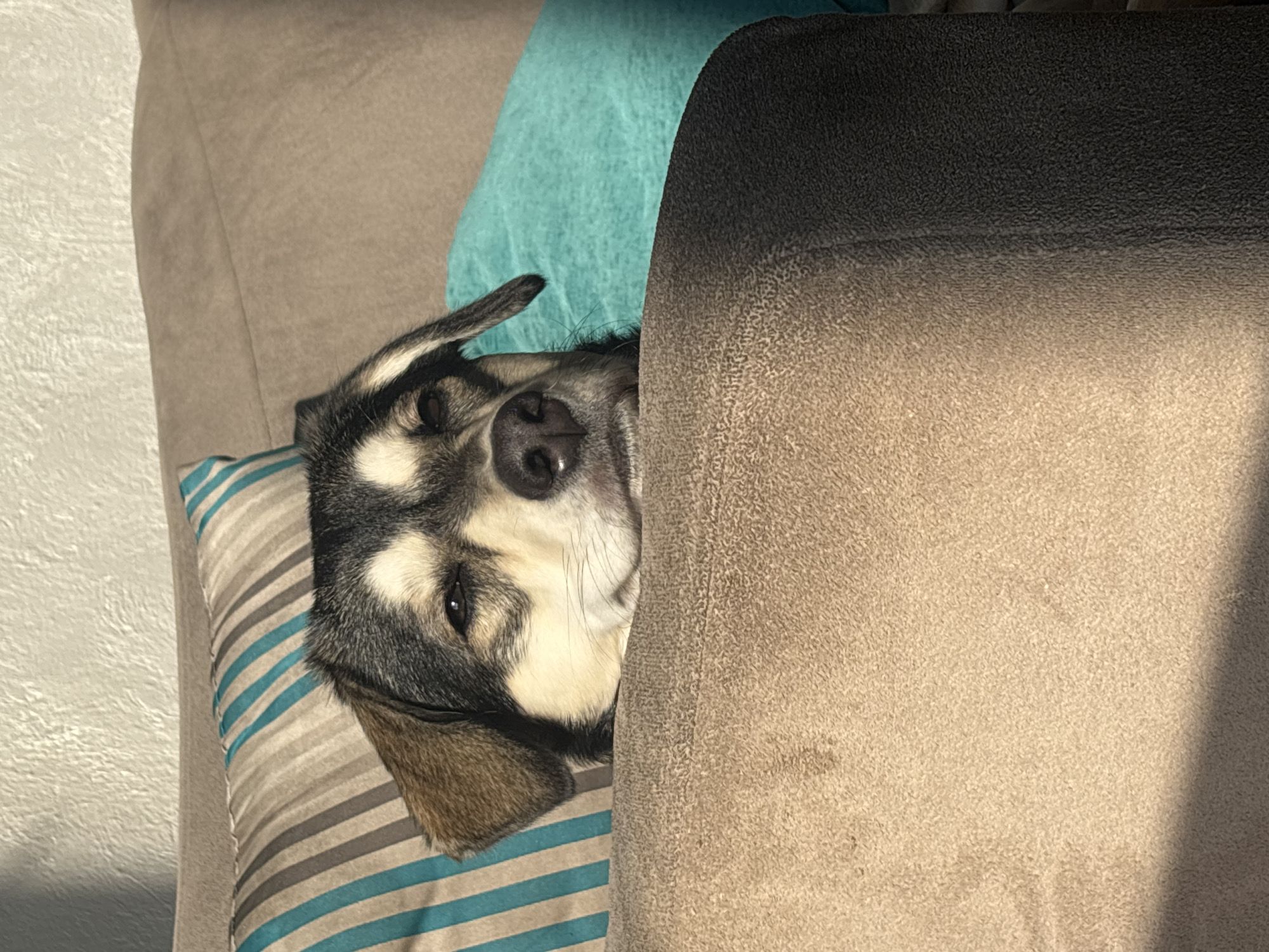 A dog lies on a striped pillow next to a turquoise cushion, partially obscured by the arm of a tan couch. The dog's face is visible with its nose, closed eyes, and one ear cocked to the side. The setting appears to be indoors. No information confirms the location is Huixquilucan de Degollado, Mexico.