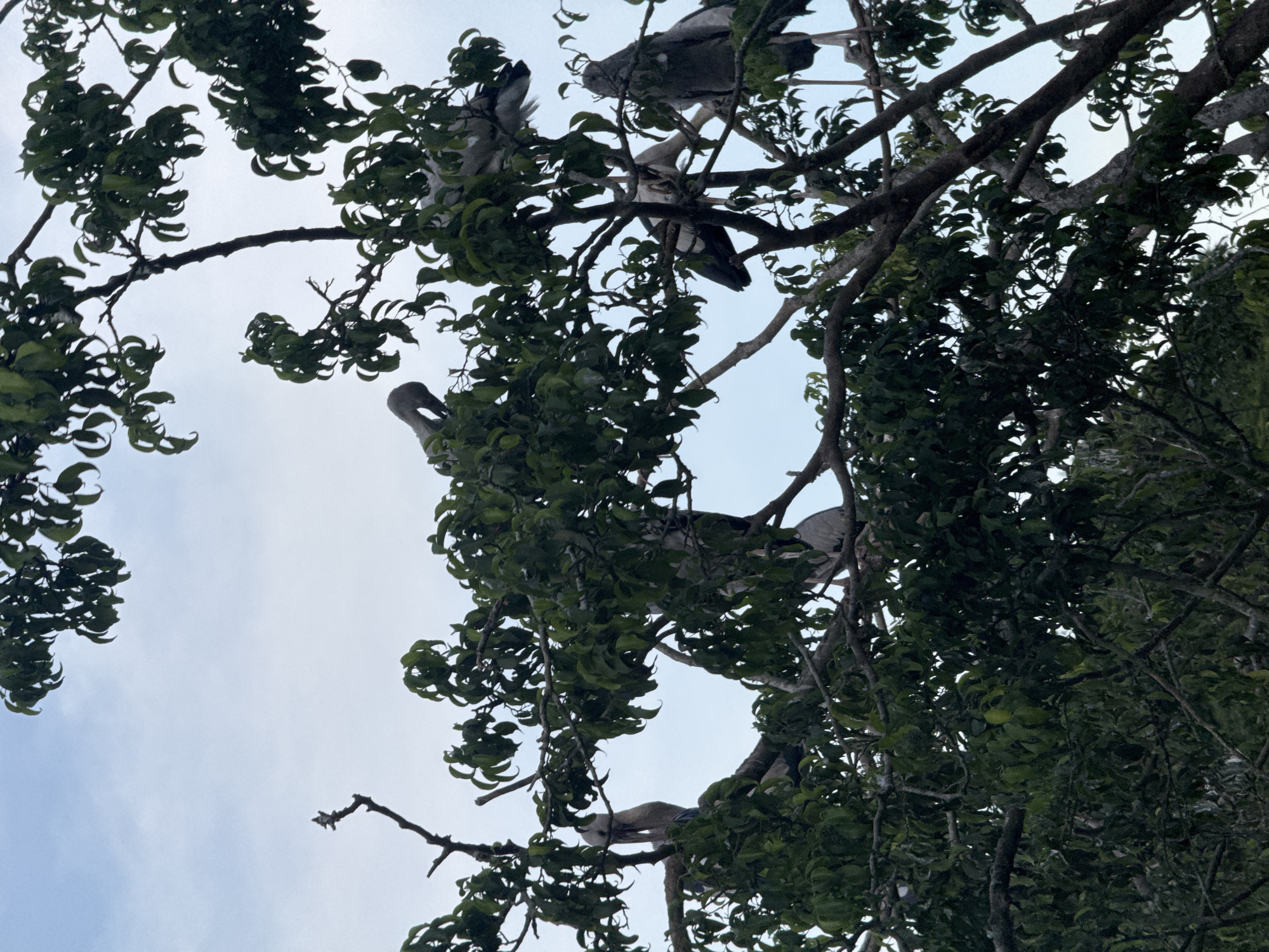 A flock of Anastomus oscitans, also known as Asian openbills, are perched on the branches of a dense tree with green foliage. The birds, characterized by their gray and white plumage and distinctive curved beaks, are scattered throughout the tree canopy. Some birds are standing, while others are bending or have their heads tucked. The branches are thick and spread out, creating a layered environment within the tree. The background consists of a pale sky with subtle cloud formations. The scene appears to be an outdoor natural setting, likely a tree in a park or natural area within Yên Sơn Ward, Vietnam.