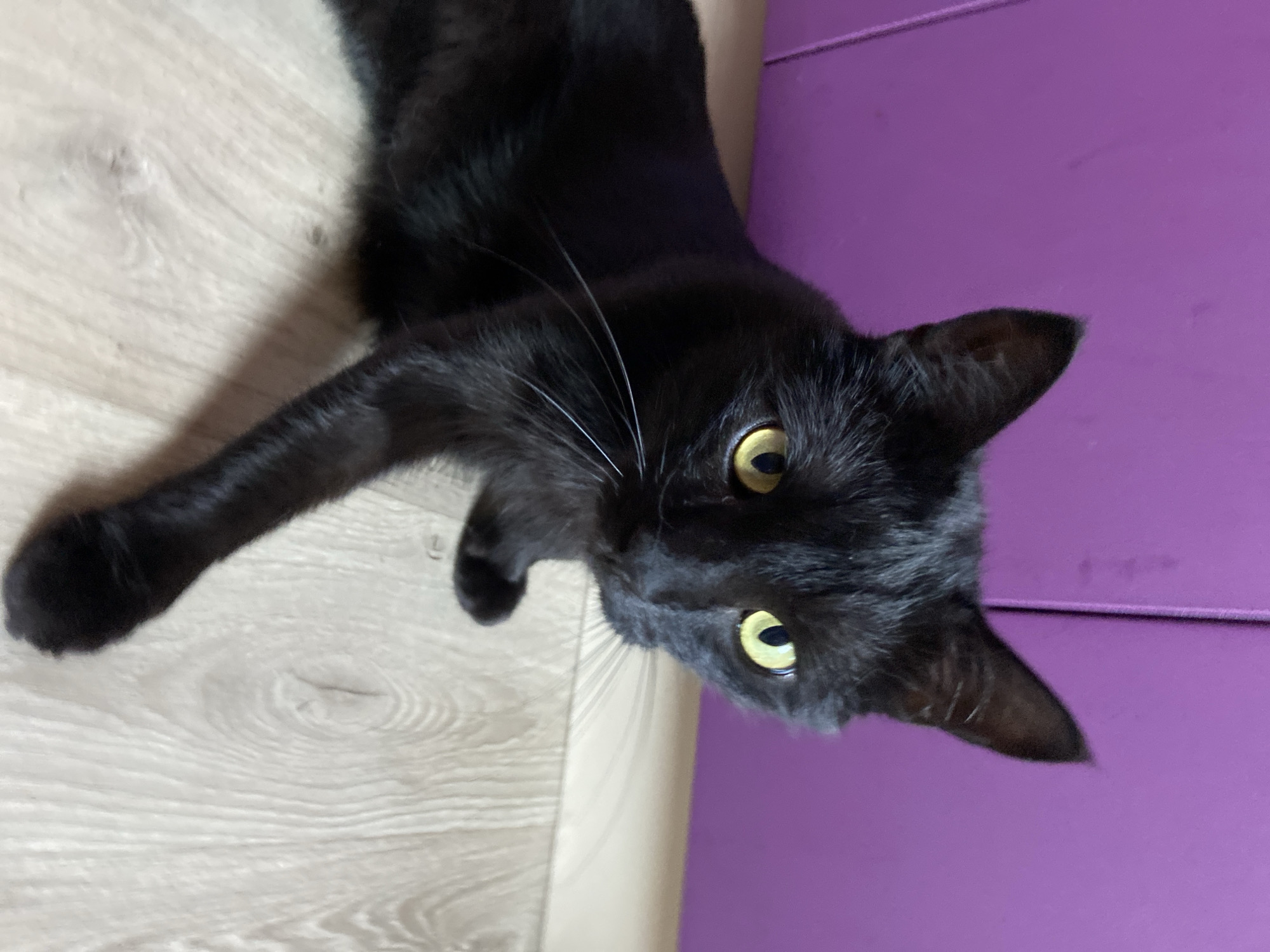 A black cat with bright yellow eyes is lying on a light-colored wooden floor in front of a bright purple wall. The cat is positioned on the left side of the frame, looking towards the camera. Its body is mostly visible, with its front paws extended forward. The wall behind the cat appears to be a solid, painted surface with some subtle vertical lines, possibly indicating a door or cabinet. The floor has a visible wood grain pattern. The lighting in the image is moderate, casting a slight shadow on the floor.