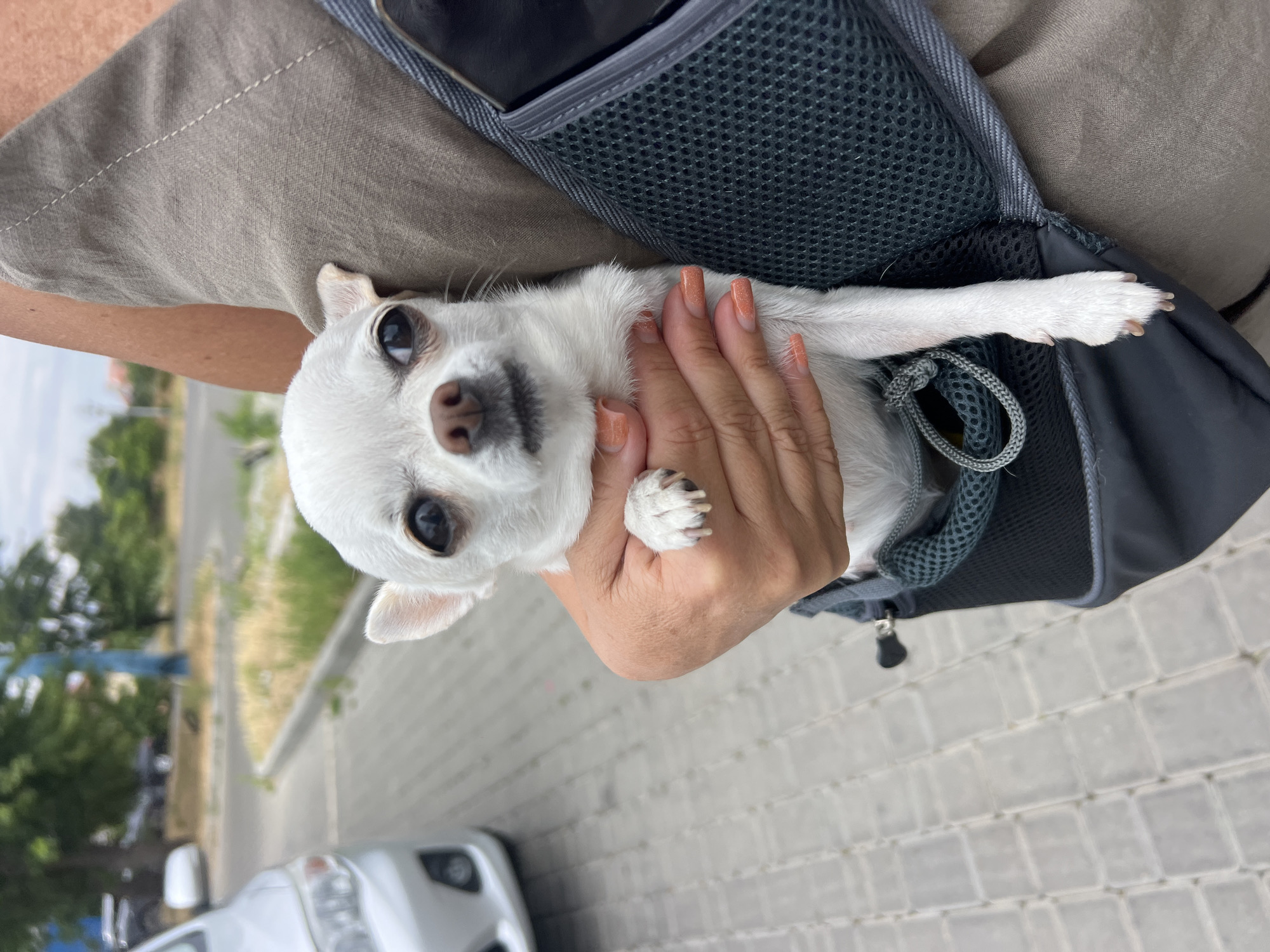 A close-up, eye-level shot shows a small, white Chihuahua dog being held in a gray fabric carrier worn by a person whose torso is partially visible from the right. The dog is facing the camera, with its head and front paws visible. Its ears are perked, and its dark eyes are looking directly at the viewer. The dog's paws are white with visible nails. The person's hand, with orange-painted fingernails, is supporting the dog's head. The carrier has a mesh front and a drawstring closure.
The background is blurred but appears to be an outdoor setting in a city. A silver car is visible on the left, and a paved walkway with square gray tiles is in the foreground. In the distance, there are trees and a few indistinct structures. The lighting suggests it is daytime. The image appears to be taken in Fontanka, Ukraine, based on the provided context.