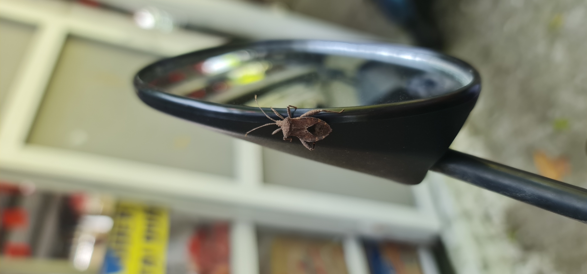 A brown, leaf-footed bug is perched on the edge of a black rearview mirror. The mirror is attached to a black metal rod. The background is blurred and appears to be an interior space with shelves and various objects. The location in Đà Nẵng, Vietnam cannot be determined from the given image.