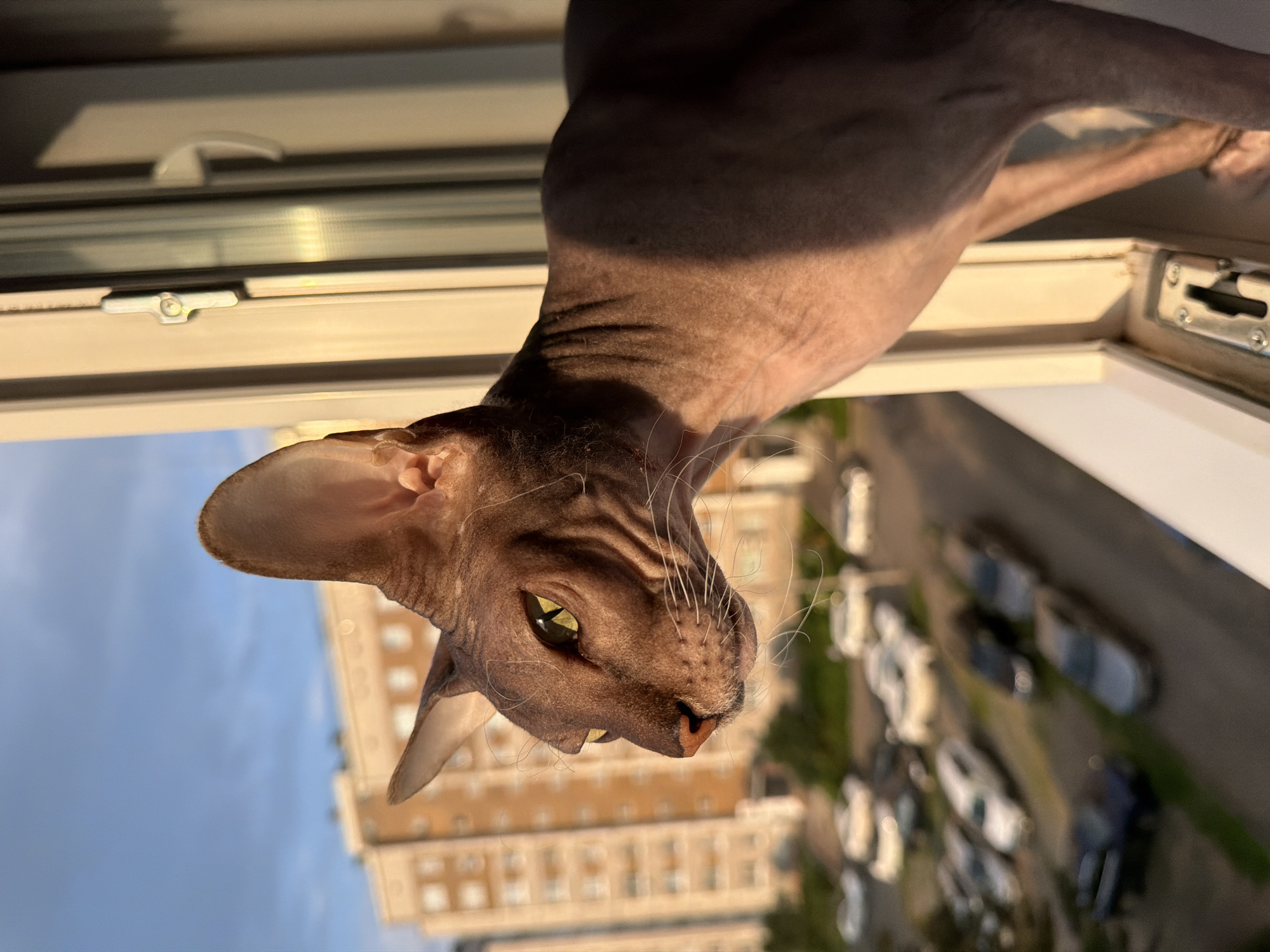 A brown Sphynx cat with large ears and yellow eyes looks out of an open window. The cat is on the right side of the frame and is illuminated by sunlight, casting a shadow across its body. Outside the window, a street with parked cars and a multi-story building can be seen. The scene appears to be in the city of Izhevsk, Russia.