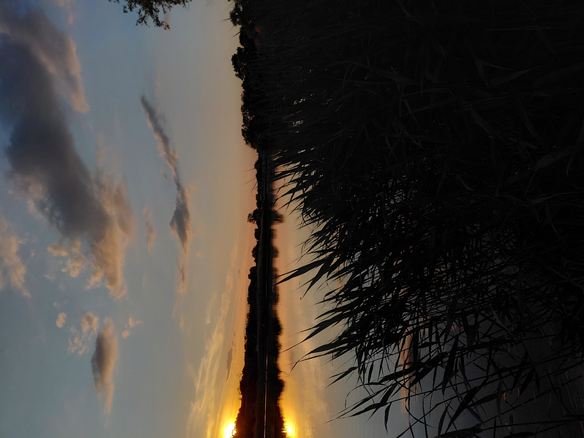 The image depicts a panoramic view of a tranquil body of water at sunset, located near Ustyvytsia, Ukraine. The setting sun, a brilliant golden-orange orb, is partially obscured by a low, undulating silhouette of distant land or dense deciduous trees on the far left of the horizon. This intense light casts a prominent golden reflection across the calm water surface, extending from the left edge towards the center of the frame.
The sky exhibits a horizontal gradient, transitioning from luminous warm orange and yellow tones near the sun on the left to cooler shades of pale blue and grey towards the upper right. Scattered cumulus and cirrus clouds are present, some illuminated with warm light by the sunset, while others appear darker against the brighter sky.
The foreground is dominated by a dense thicket of tall, dark, silhouetted reeds or grasses. These plants occupy the lower half of the image, becoming particularly dense on the right side, where they completely obscure the water. Individual stalks and leaves are sharply defined against the brighter background, creating angular forms and appearing to lean slightly to the right. There are no visible people, animals, or man-made structures in the immediate vicinity, and the scene is devoid of any apparent action or interaction.