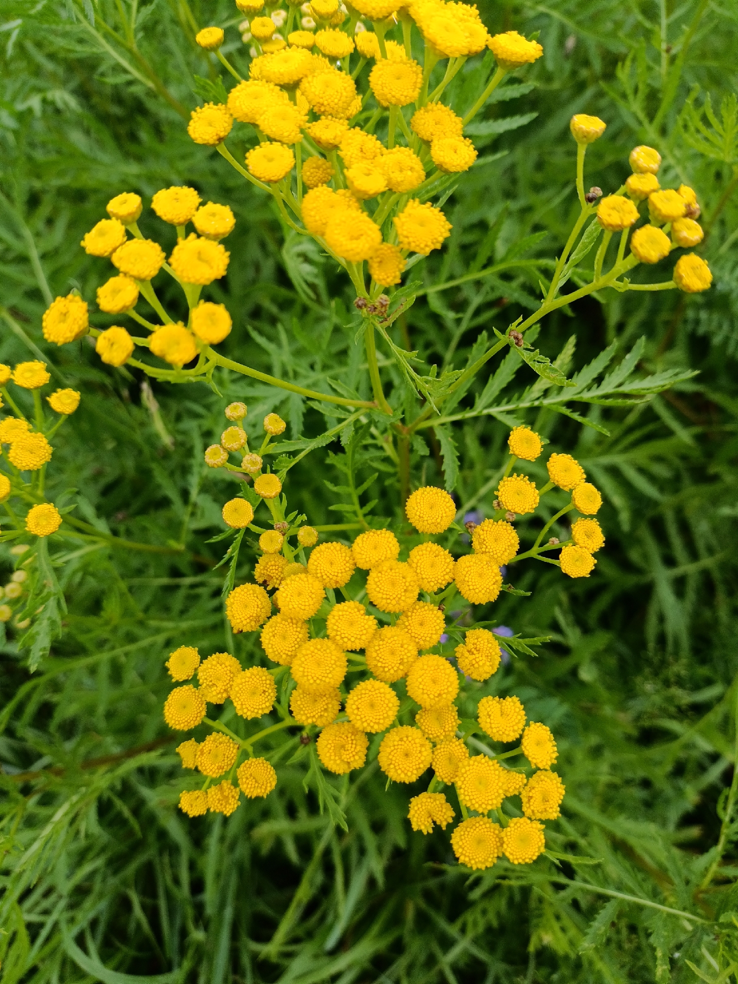 A close-up, top-down shot features a cluster of yellow tansy flowers in bloom, set against a backdrop of lush green foliage. The flowers are small, round, and button-like, with tightly packed petals. They grow in sprays on thin, green stems. The overall impression is one of natural beauty and abundance, suggesting a wild or garden setting. The location is identified as Yasnaya Polyana, Russia.