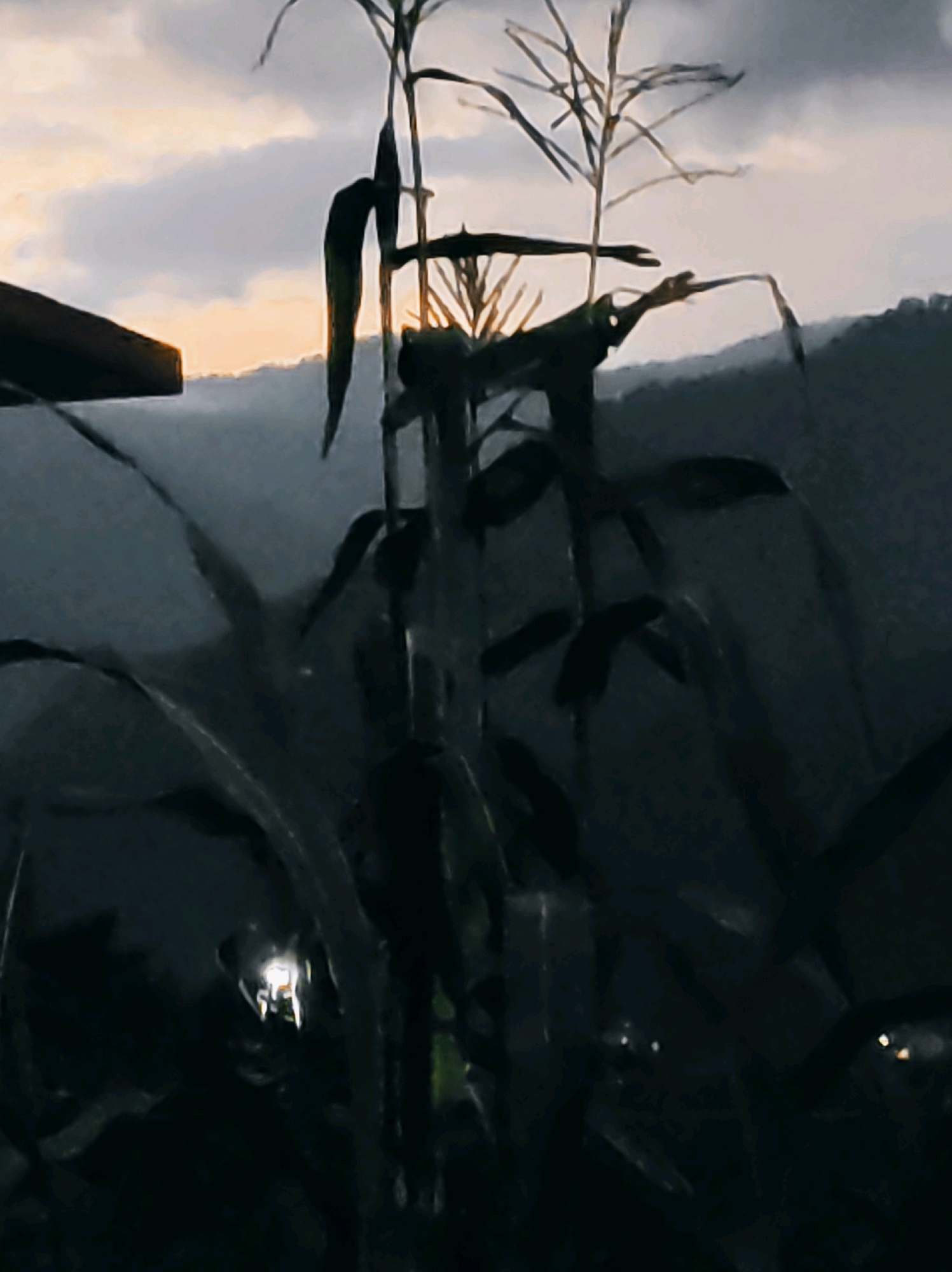 The image captures a twilight scene in Barahat Range, India, dominated by silhouetted corn stalks against a gradient sky. The sky transitions from a warm, pale yellow near the horizon to a muted grey, with soft clouds. In the foreground, the dark shapes of corn leaves and stalks create a dense, shadowy environment. The lower part of the image reveals faint, glowing points of light, suggesting the presence of small, artificial lights, possibly lanterns or LEDs, nestled within the foliage. The overall impression is one of a rural, dimly lit landscape at dusk.