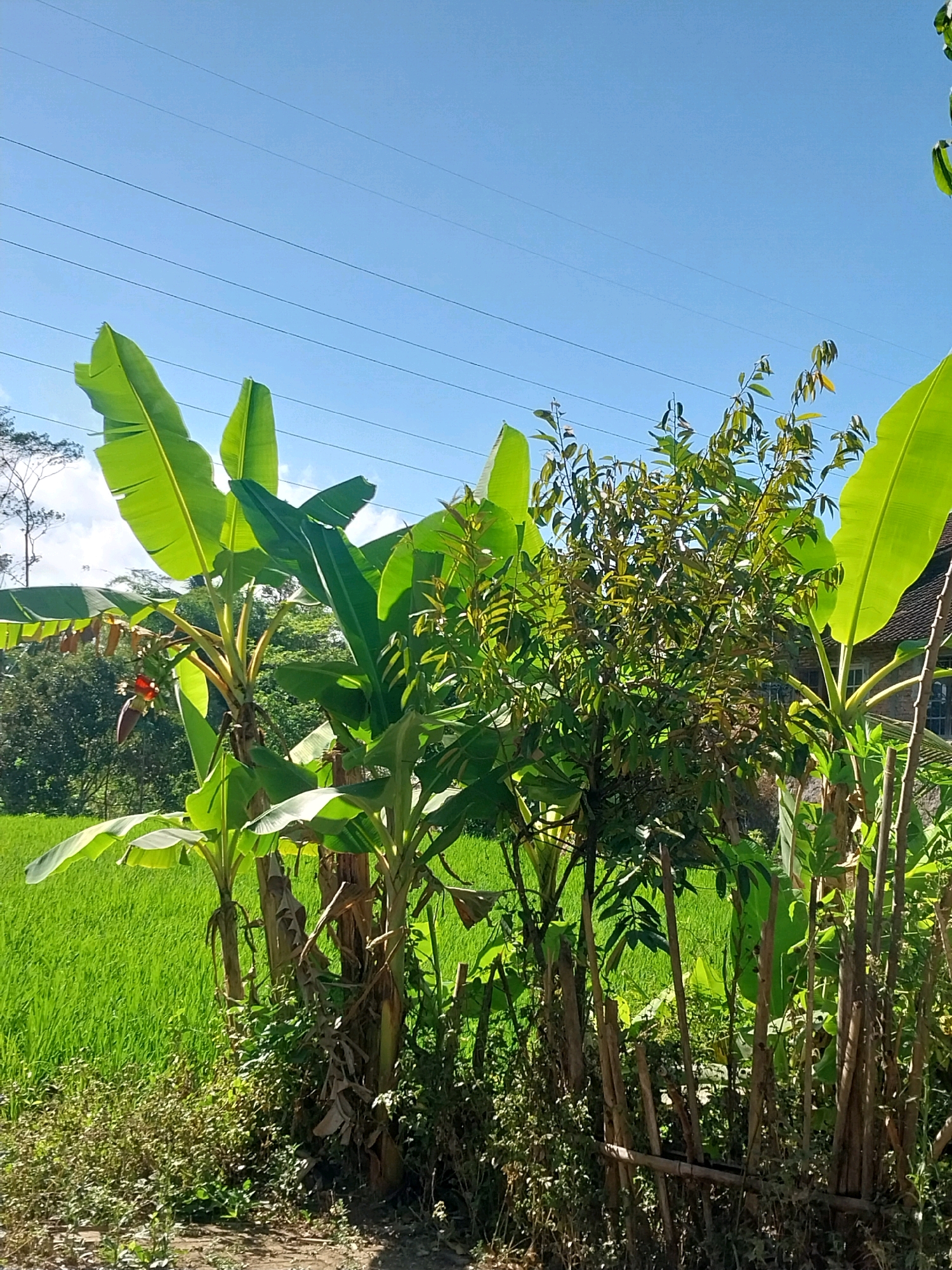 The image captures a view of a rural landscape with lush greenery under a clear blue sky in Payaman, Indonesia. In the foreground, several banana trees with large, green leaves are prominent, with one tree displaying a developing banana flower with red bracts. To the right of the banana trees is a dense bush with smaller leaves, and further to the right, a portion of a tiled roof and a wall of a building is visible. Behind the vegetation, a vibrant green rice paddy stretches across the midground. In the background, a line of trees and a bright blue sky with a few thin, dark power lines are visible. The ground in the immediate foreground appears to be a dirt path with some dry leaves and sparse vegetation. The overall scene suggests a sunny day in a tranquil, agricultural setting.