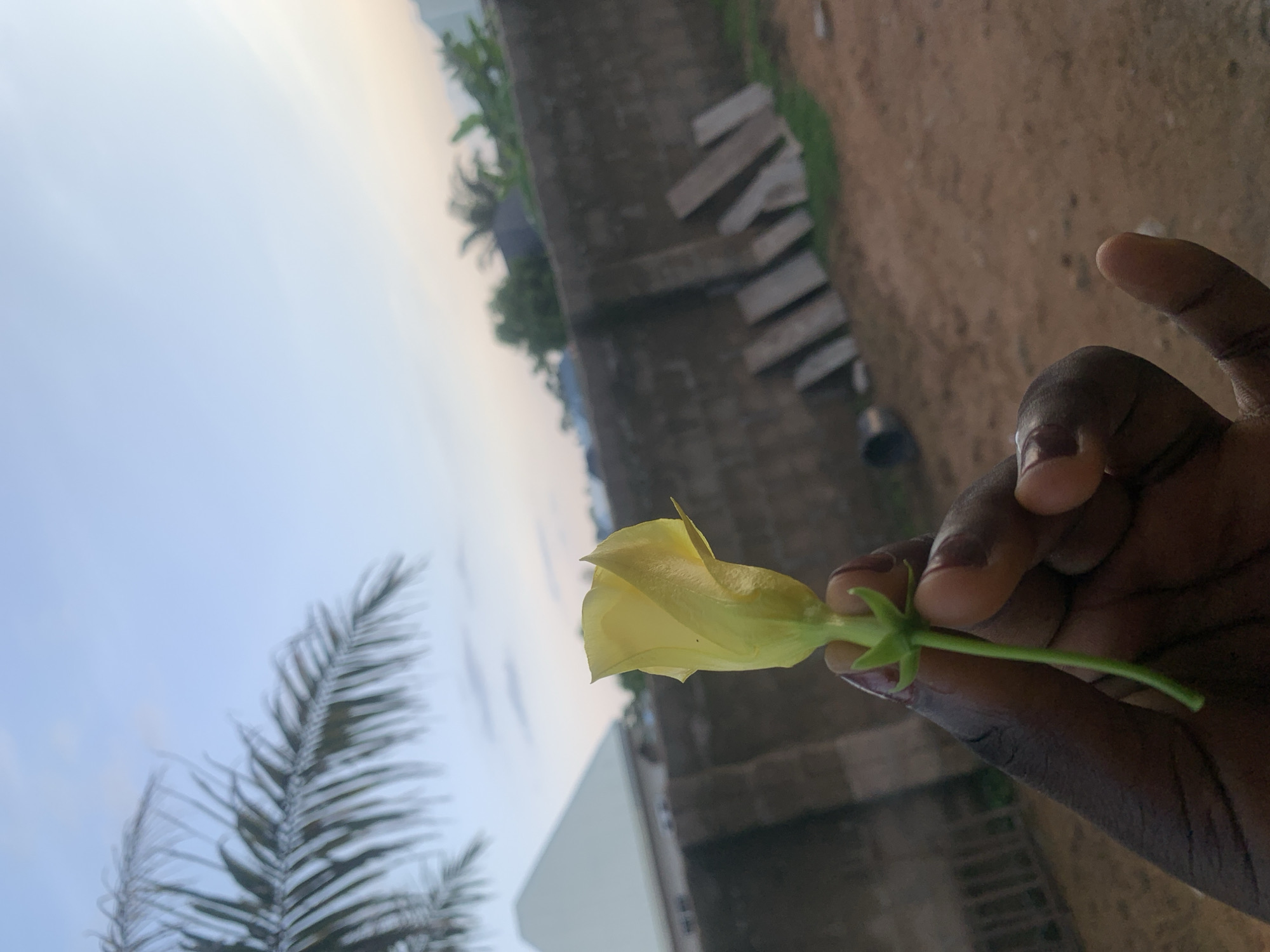 A close-up shot shows a person's hand holding a single yellow flower with a green stem. The background is out of focus, showing a rough, brown dirt ground, a stone wall, and some vegetation, including palm fronds in the upper left corner. A light blue sky with some wispy clouds occupies the top portion of the image. The scene appears to be outdoors, possibly in a residential area within Jalingo, Nigeria, given the palm trees and the style of the buildings and wall. The lighting suggests it might be late afternoon or early morning.