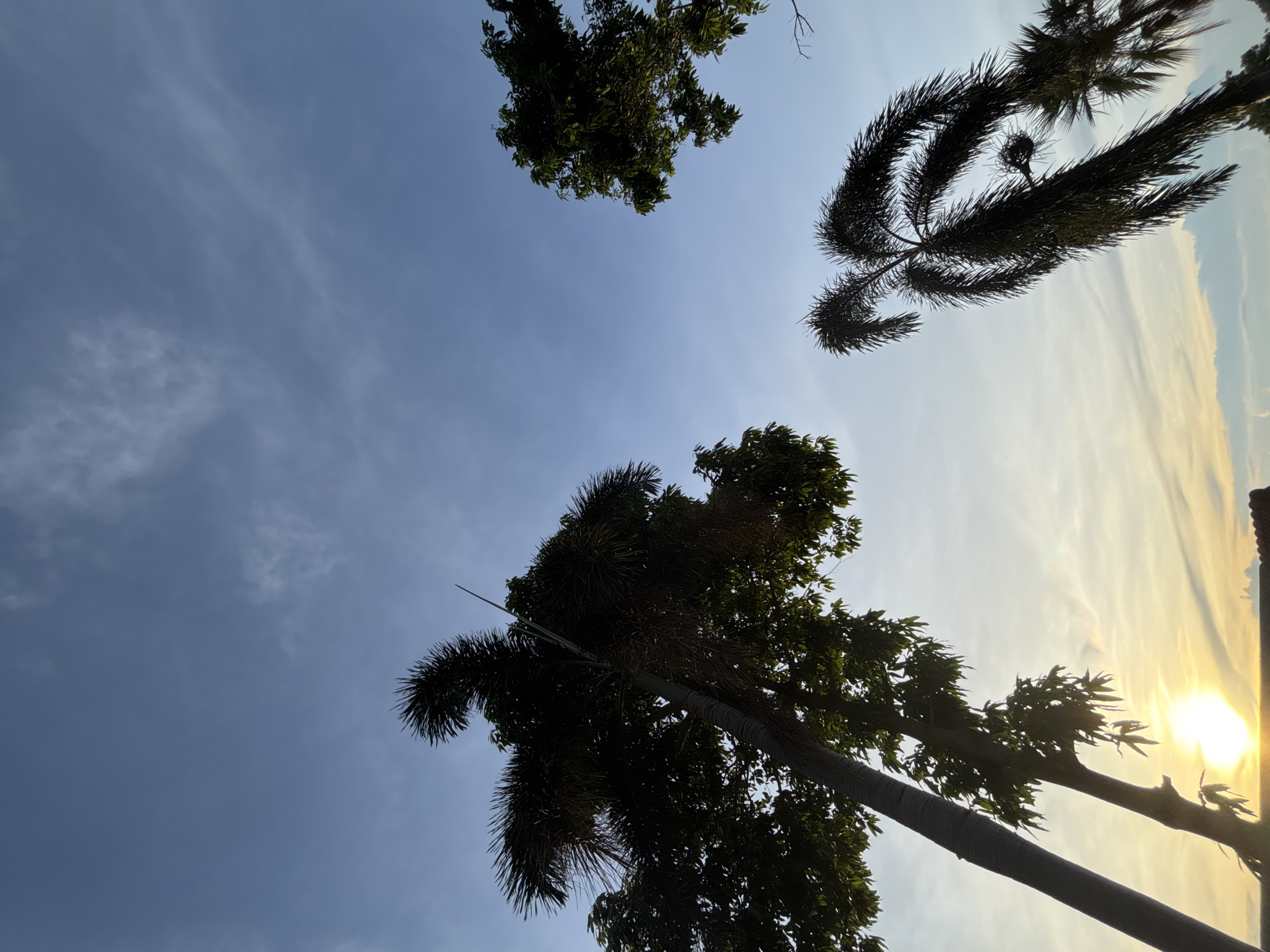 An upward-looking shot captures the silhouette of several palm trees against a pale blue sky. The sun is setting, casting a warm yellow glow on the horizon, with faint clouds streaking across the sky. The leaves of the palm trees are dark and feathery, contrasting with the bright sky. The scene is serene, with no people or structures visible.