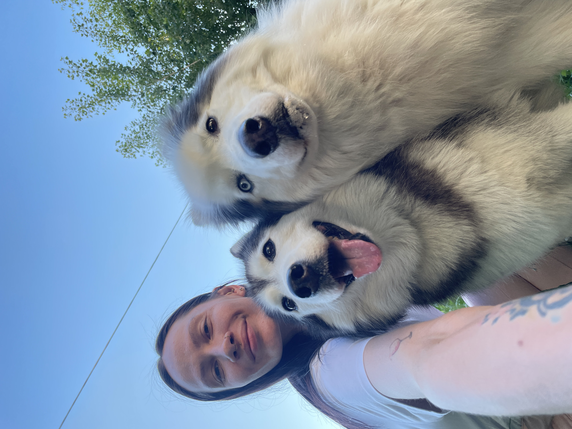 A woman and two Siberian Huskies are taking a selfie outdoors. The woman is on the left, wearing a white t-shirt, and looking at the camera with a slight smile. She has dark hair and a nose ring. To her right are two huskies. The husky in the foreground on the left is black and white with its tongue out. The husky on the right is predominantly white with black markings on its head and one blue eye. The background shows a clear blue sky and green trees. The image appears to be taken in a park or a yard in Izhevsk, Russia, given the presence of birch trees which are common in the region.