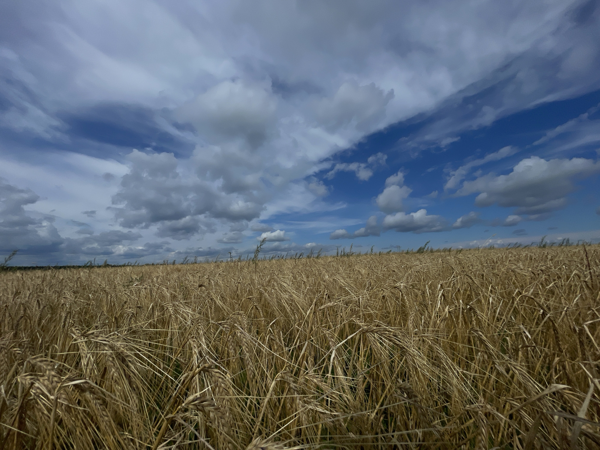 A wide shot captures a golden wheat field under a dramatic sky in Maksimovo, Russia. The wheat stalks, dry and mature, stretch towards the horizon, their tops catching the light. Above, a vast expanse of blue sky is filled with a dynamic array of clouds, ranging from wispy, high-altitude streaks to larger, more textured formations that cast shadows across the field. The perspective emphasizes the vastness of the agricultural landscape and the interplay between the earth and the sky. There are no people or animals visible in the image.