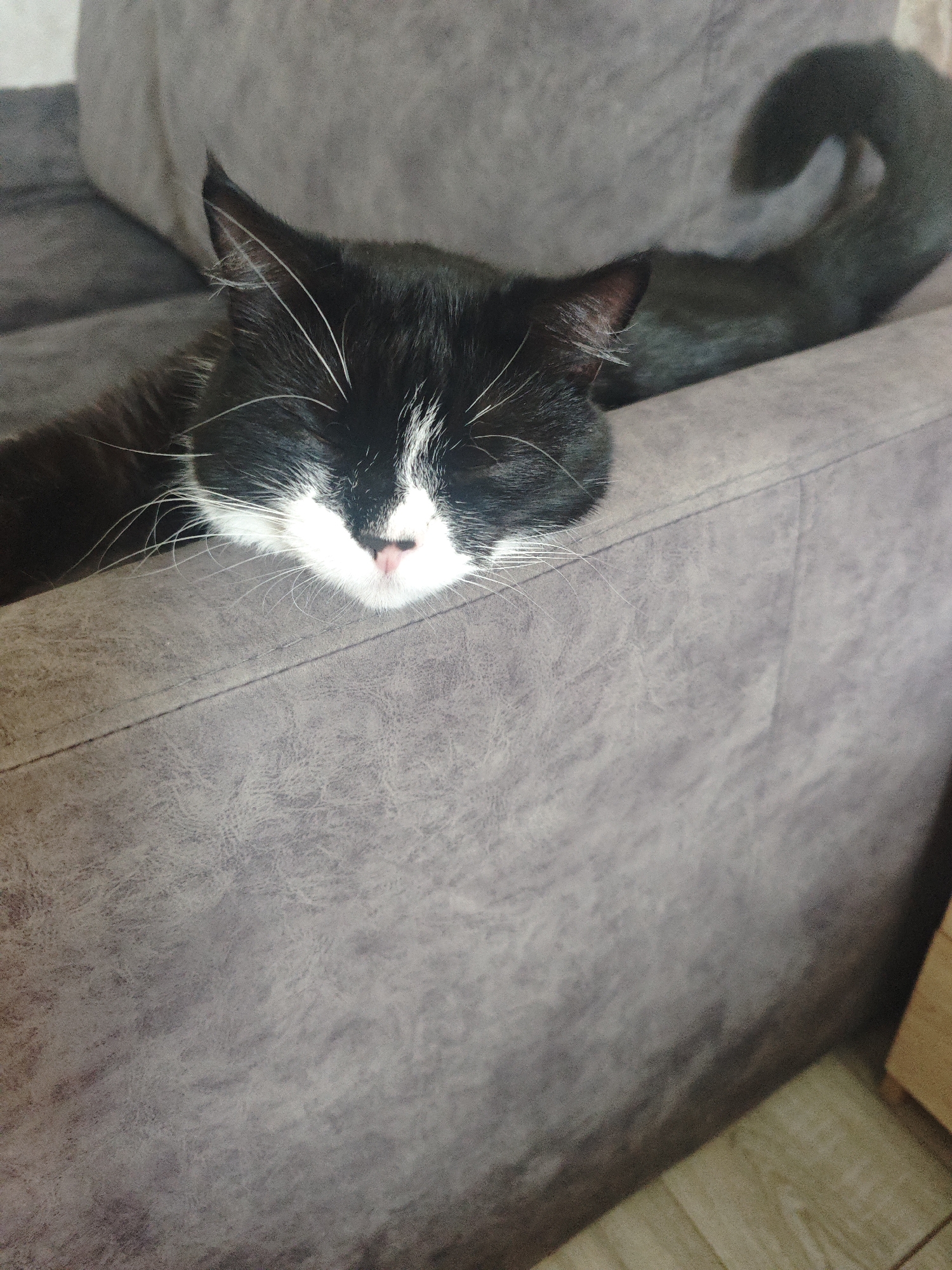 A black and white cat with closed eyes is sleeping on a gray couch. The cat's body is stretched out, with its head resting on the edge of the couch. Its tail is curled up behind it. The couch is upholstered in a textured gray fabric. The background is out of focus, but appears to be a wall and a wooden floor. The lighting is dim, suggesting it might be indoors during the day or at night. There is no indication of the city of Chekhov, Russia in the image.