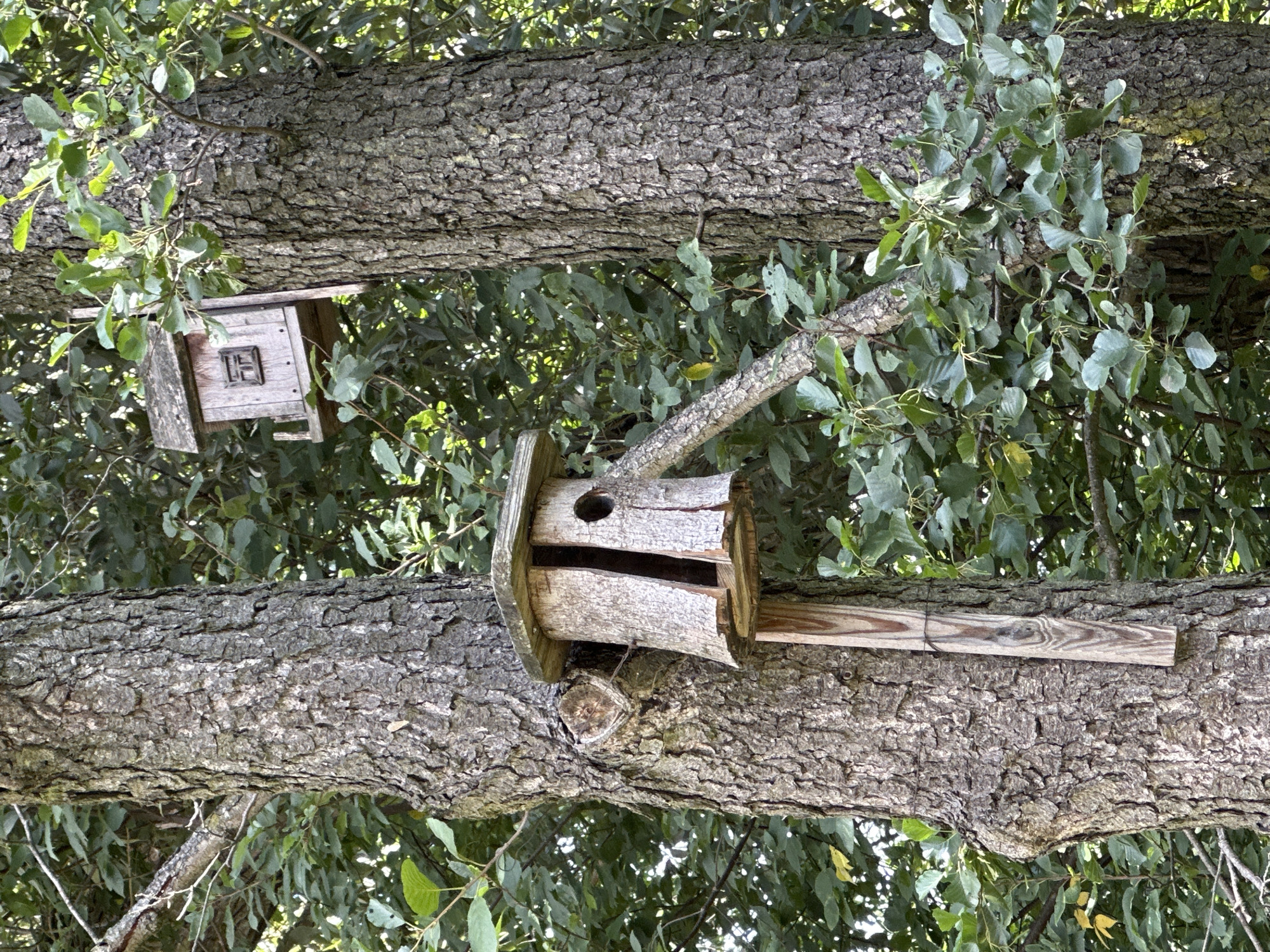 Two rustic, handmade birdhouses are attached to the trunks of two large trees in a leafy, green environment. The birdhouse in the foreground is larger and appears to be made from a hollowed-out log with a wooden roof and a circular opening. A wooden plank is attached vertically to the trunk below it. The second birdhouse, smaller and more box-like with a small window, is positioned higher up on the trunk of the other tree. The trees have rough, textured bark, and the surrounding foliage is dense and green, suggesting a natural or park-like setting within Minsk, Belarus.