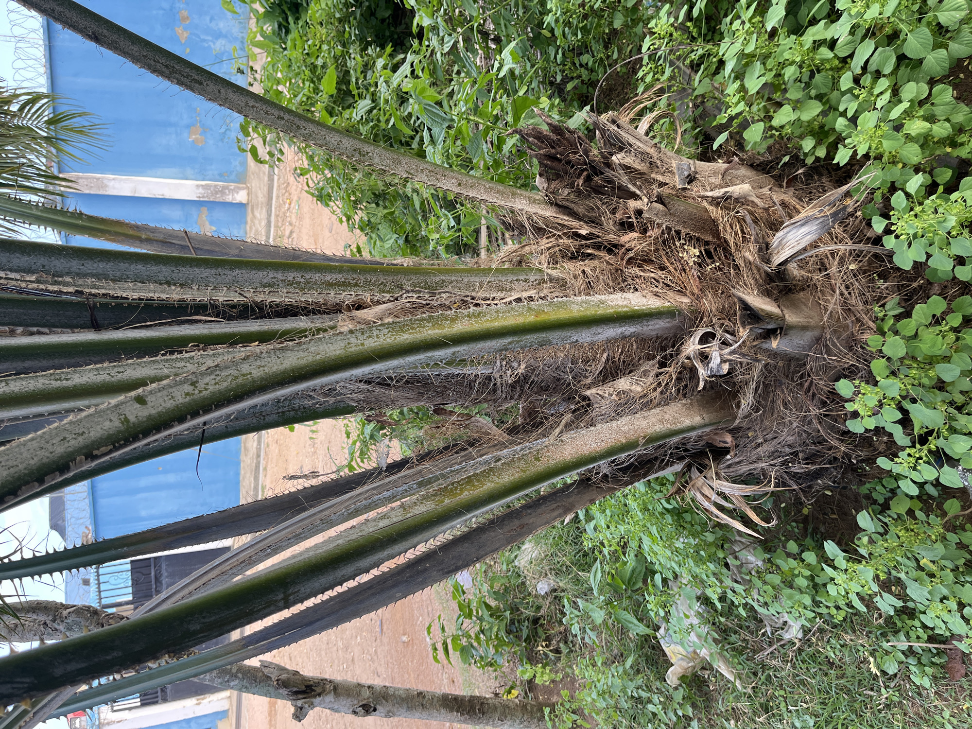 This image, taken in Osogbo, Nigeria, presents a vibrant outdoor scene focused on the base and fronds of a large palm tree, likely an oil palm, viewed from a low angle. The palm tree's robust trunk exhibits a rough, fibrous texture with many dried, brown frond bases and remnants clinging to it. Several thick, green fronds extend diagonally across the frame, characterized by sharp, spiky edges along their stems.
Dense green foliage, including various low-lying plants and weeds, covers the ground to the right and beneath the palm, indicating a lush, possibly overgrown natural environment. The ground itself appears to be a reddish-brown earth or dirt path, partially obscured by the vegetation.
In the background, a distinct bright blue wall or building is visible, featuring a lighter-colored horizontal band or trim. Glimpses through the palm fronds reveal details such as a barred window or gate, and what appears to be barbed wire along the top of the blue wall, suggesting a property boundary or secured area. The bright, even lighting indicates it is daytime. There are no people, visible activities, or discernible text in the image, which captures a blend of natural flora and man-made structures typical of a tropical or subtropical setting.