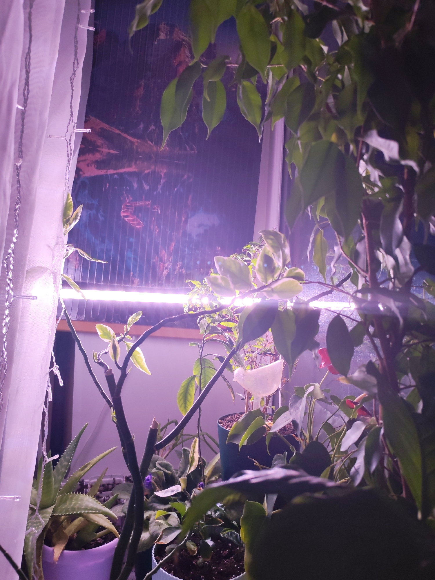 The image displays an indoor scene focused on a collection of houseplants, primarily illuminated by a vibrant, horizontal grow light. Numerous plants of varying sizes and species are arranged in front of a window. On the left, a sheer white curtain, adorned with small string lights, hangs partially over the window.
In the foreground and mid-ground, a variety of green plants fill the space. These include an Aloe Vera plant in a light purple pot, larger plants with broad green leaves (some variegated), and smaller flowering plants, possibly African violets, visible towards the bottom. A plant with bright red or pink blooms can also be seen peeking through the foliage on the right. A distinctive white, bird-shaped watering or decorative container is suspended among the plants.
The central feature is a bright, purple-emitting LED grow light, which casts a strong, artificial glow over the plants, highlighting their leaves and contributing to the overall purple cast of the light in the room. Behind the plants, the window reveals a dark, indistinct outdoor scene, suggesting it is nighttime or late evening. The window appears to have vertical textures or blinds that obscure any clear view of the exterior. The plants are housed in various pots, including dark green, light blue, and light purple.
No people are present, and no specific event or activity is taking place other than the plants growing under cultivation. The scene evokes a sense of nurturing and indoor gardening. No text is visible in the image. While the location context of Izhevsk, Russia, is provided, there are no specific visual cues within the image itself to confirm this geographic location.