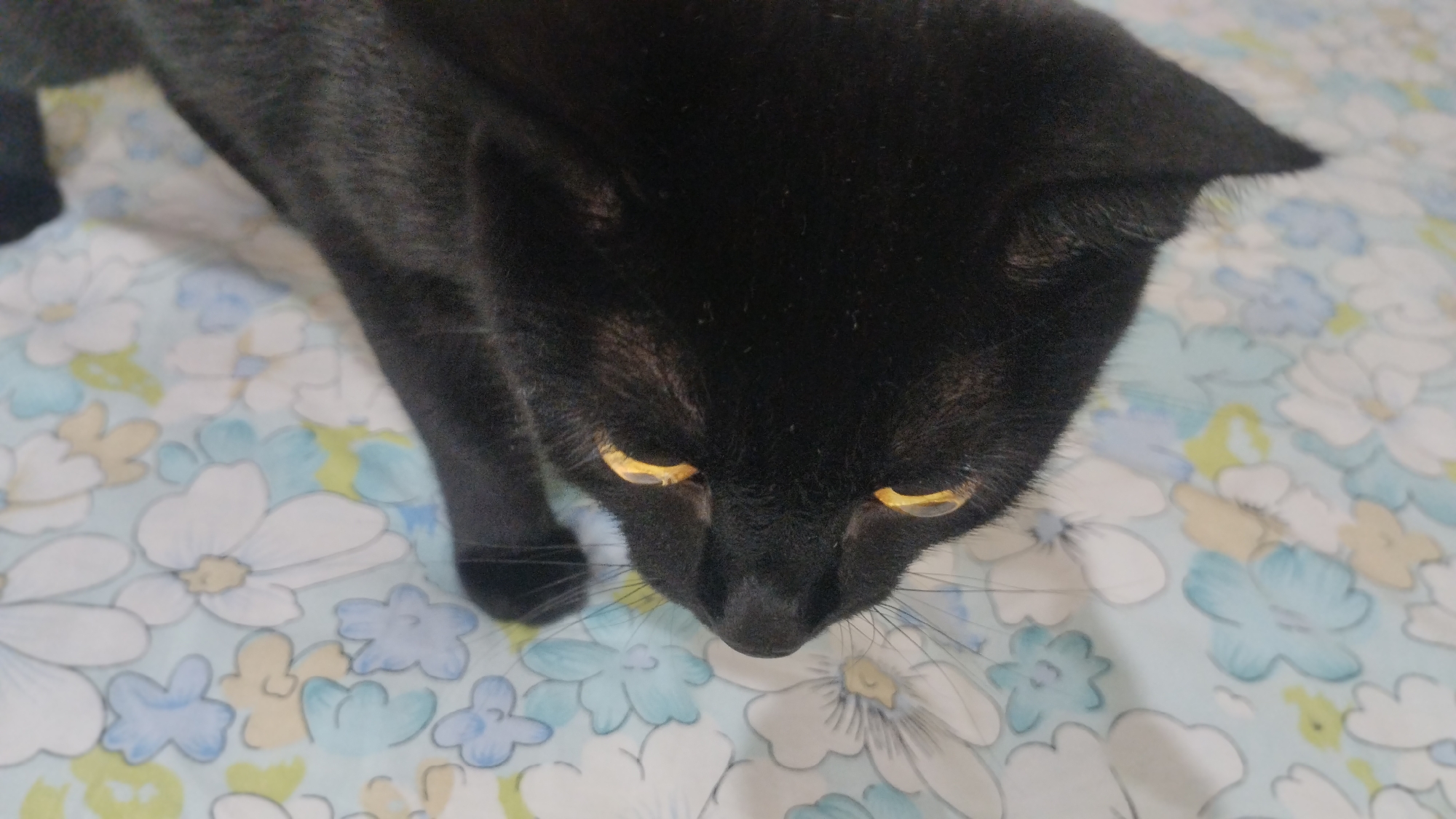 A close-up, high-angle shot shows a black cat with bright yellow eyes looking down at the camera, its head angled towards the right of the frame. The cat is lying on a light blue surface with a pattern of white, light blue, and yellow flowers. The cat's fur appears to be dark and somewhat fuzzy. The background is slightly blurred, with the floral pattern being the most prominent element besides the cat. There are no people or other animals visible in the image. The image does not provide any information about the location in the city of Semey, Kazakhstan.