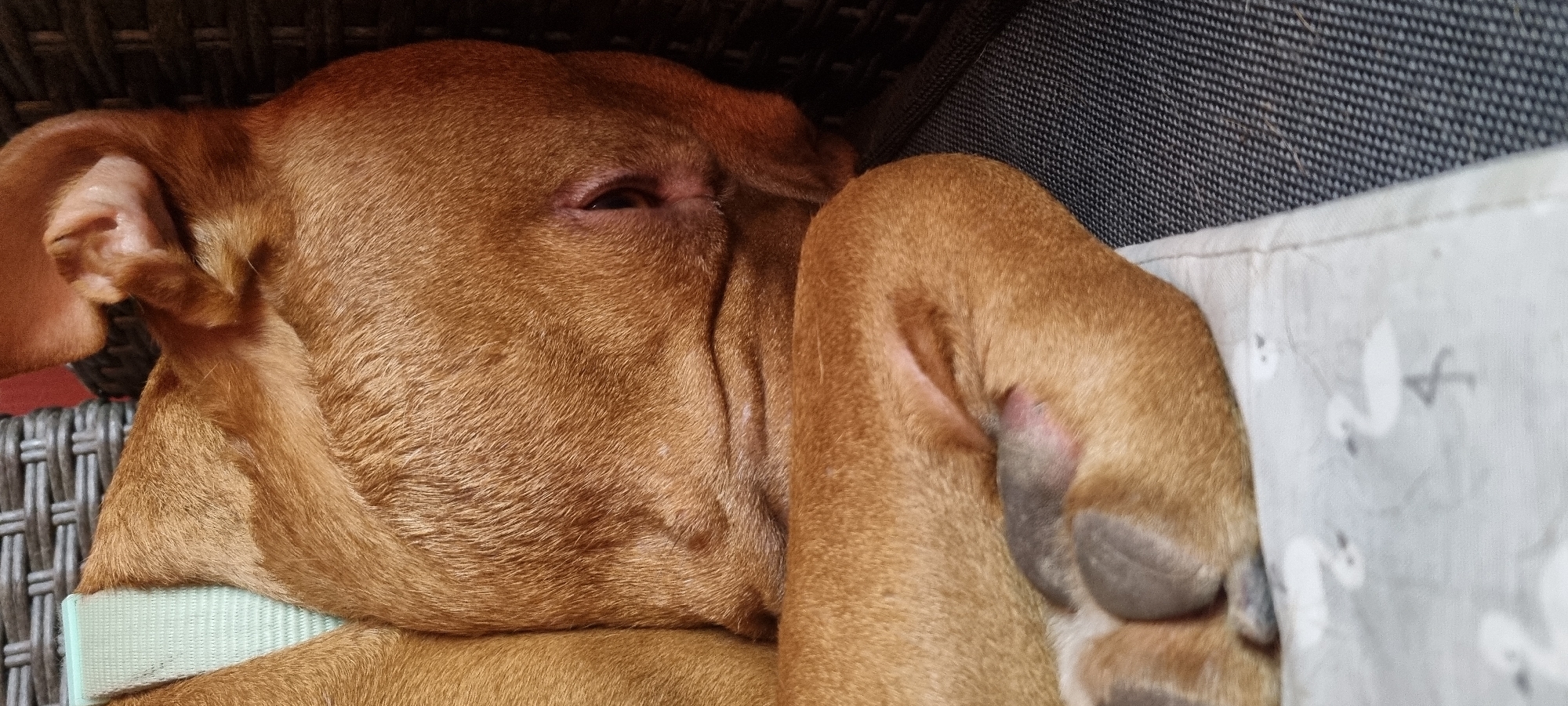 A close-up, high-angle shot shows a brown dog sleeping. The dog is lying on its side with its head resting on its front paw. The dog's fur is smooth and short. The dog has a light green collar around its neck. The dog's eye is barely visible, partially open. The dog is lying on a gray woven surface, partially on a light gray cloth patterned with white swans. Part of the woven surface is visible behind the dog's head. The scene is indoors. There is no indication of the location being the city of Lom, Bulgaria.