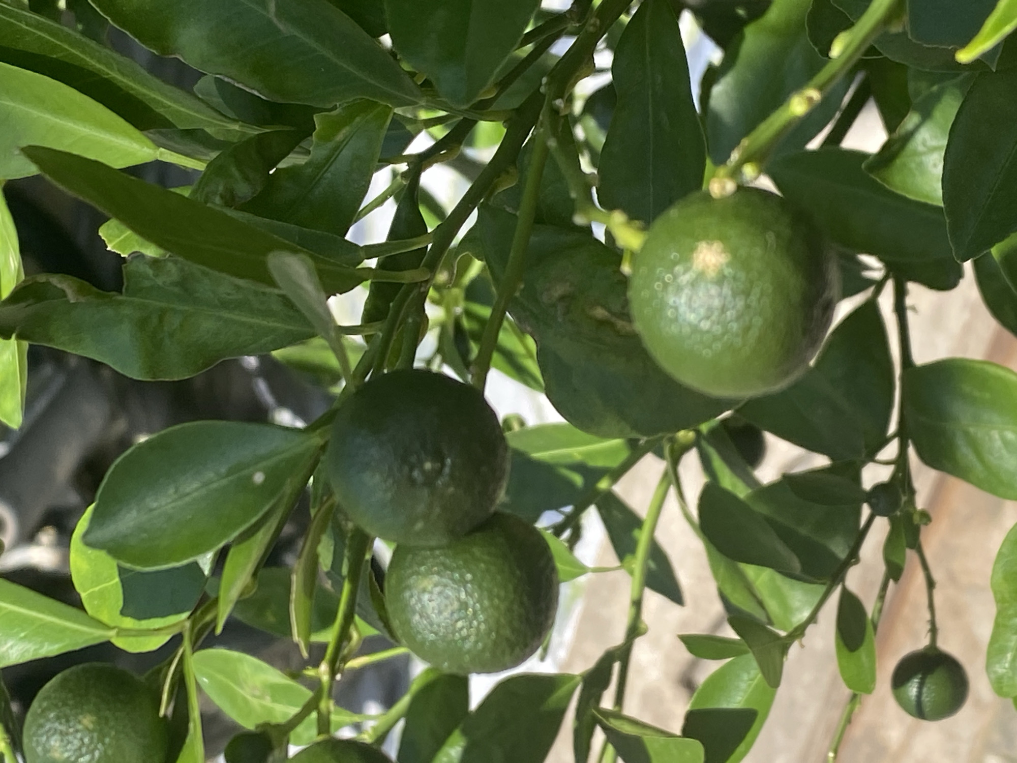 In Mũi Né, Vietnam, a close-up shot focuses on several small, green calamondin fruits on a tree. The fruits vary in size, with some appearing smooth and others showing a textured rind. Bright green leaves surround the fruits, some catching the sunlight. The background is softly blurred, suggesting an outdoor setting with dappled light and possibly a hint of the ground or other foliage.