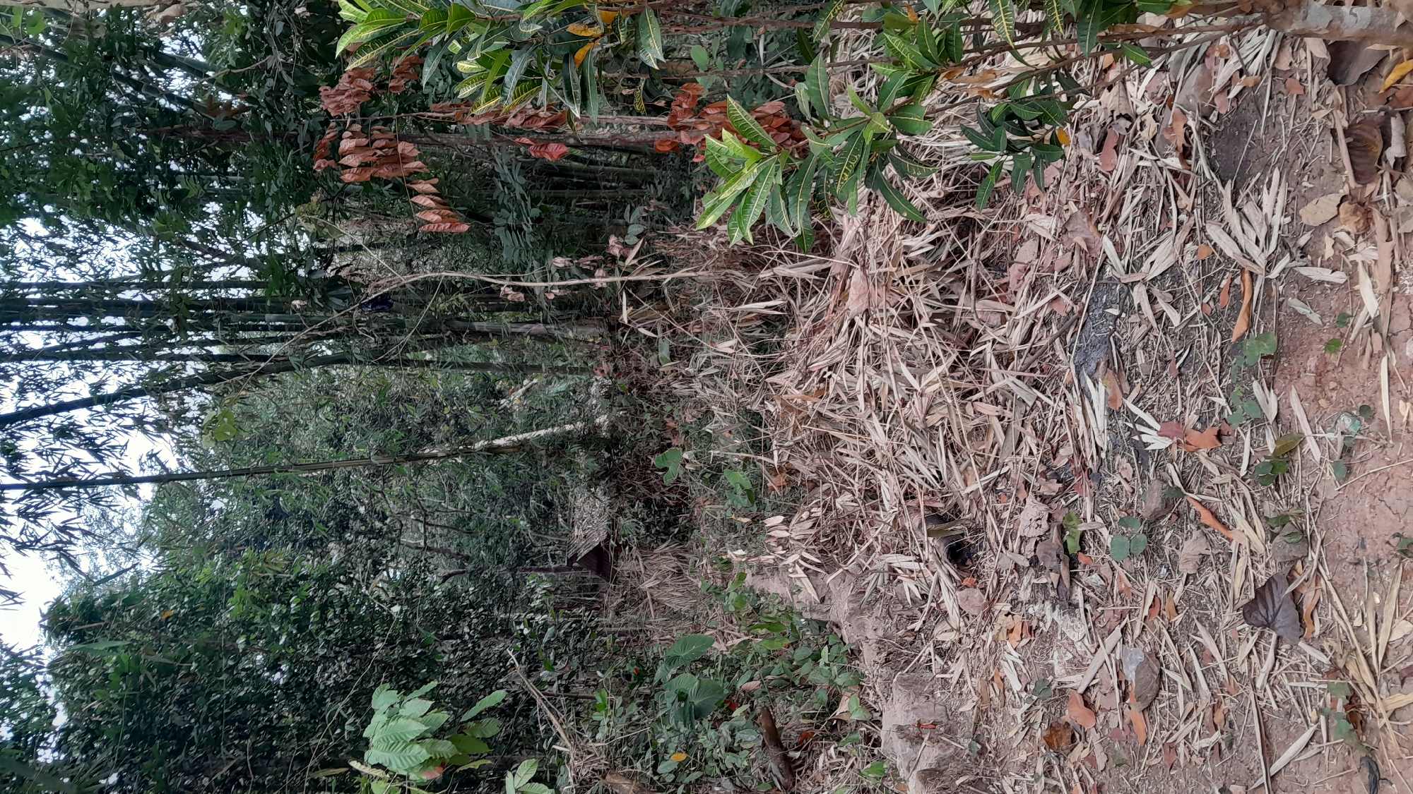 The image depicts a dense forest scene with bamboo trees and thick foliage. A small, dilapidated structure with a thatched roof is partially visible amidst the vegetation. The ground is covered with fallen leaves and dried bamboo debris, suggesting a natural and somewhat overgrown environment. The overall impression is one of a remote, possibly abandoned, or simply unmaintained area within a forested locale. There are no people visible in the image. The location is described as being in the city of Sumedang, Indonesia.