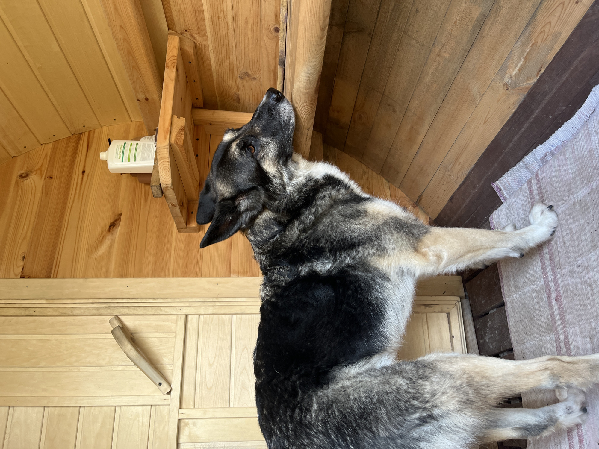 A German Shepherd mix dog stands on a rug in a wooden structure, possibly a sauna or changing room, with wooden walls and benches. A bottle of "Hair Therapy" is visible on a shelf. The scene is in Nizhny Tagil, Russia.