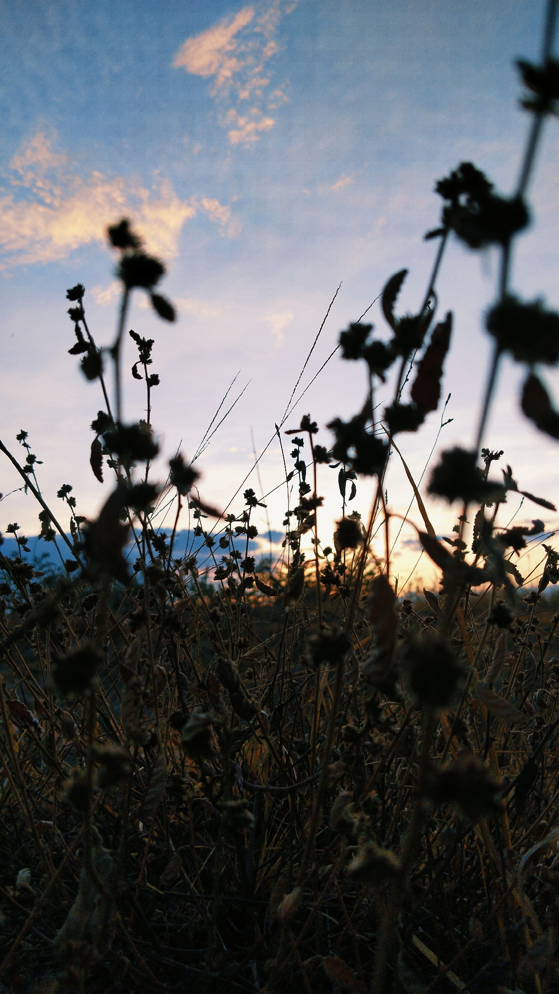 The image is a low-angle shot of silhouetted dry vegetation against a twilight sky. The vegetation appears to be wildflowers or weeds with delicate seed heads and thin stems. The sky is a gradient of blue, transitioning to pale pink and orange near the horizon, with scattered wispy clouds. The lighting suggests it is either sunrise or sunset. There are no people or man-made objects visible in the frame. The scene is natural and appears to be an outdoor setting. The provided location information, "Peuneulettunong, Indonesia," cannot be visually confirmed from the image itself.