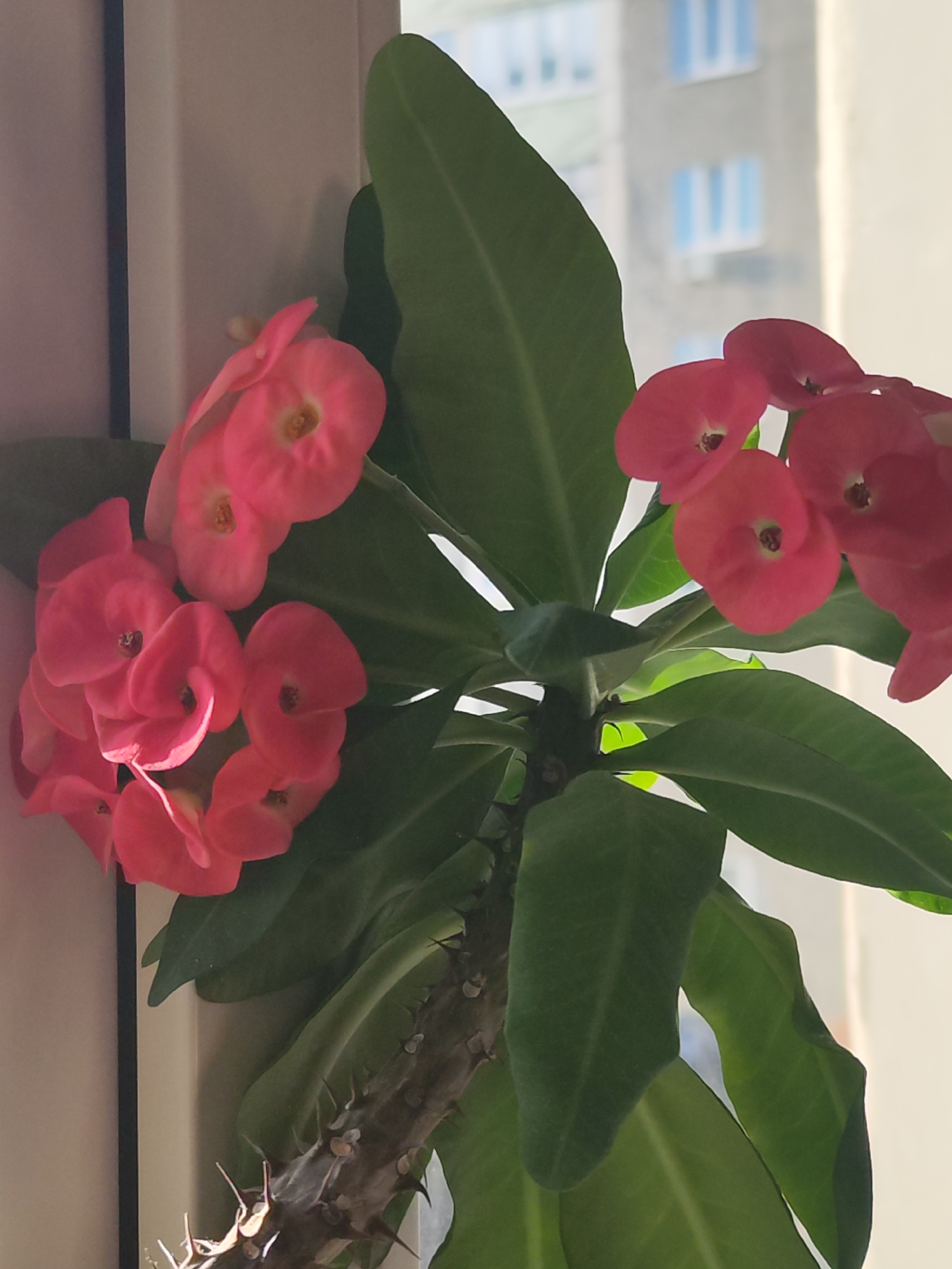A close-up shot captures a flowering Crown of Thorns plant (Euphorbia milii) indoors, presumably on a window sill. The plant features vibrant red flowers clustered on the left and right sides of the frame, contrasting with the dark green, oval-shaped leaves. The thorny stem is visible, revealing the plant's characteristic protective mechanism. The background shows a window, through which a tall building with light blue window frames can be seen. The location appears to be an urban setting.