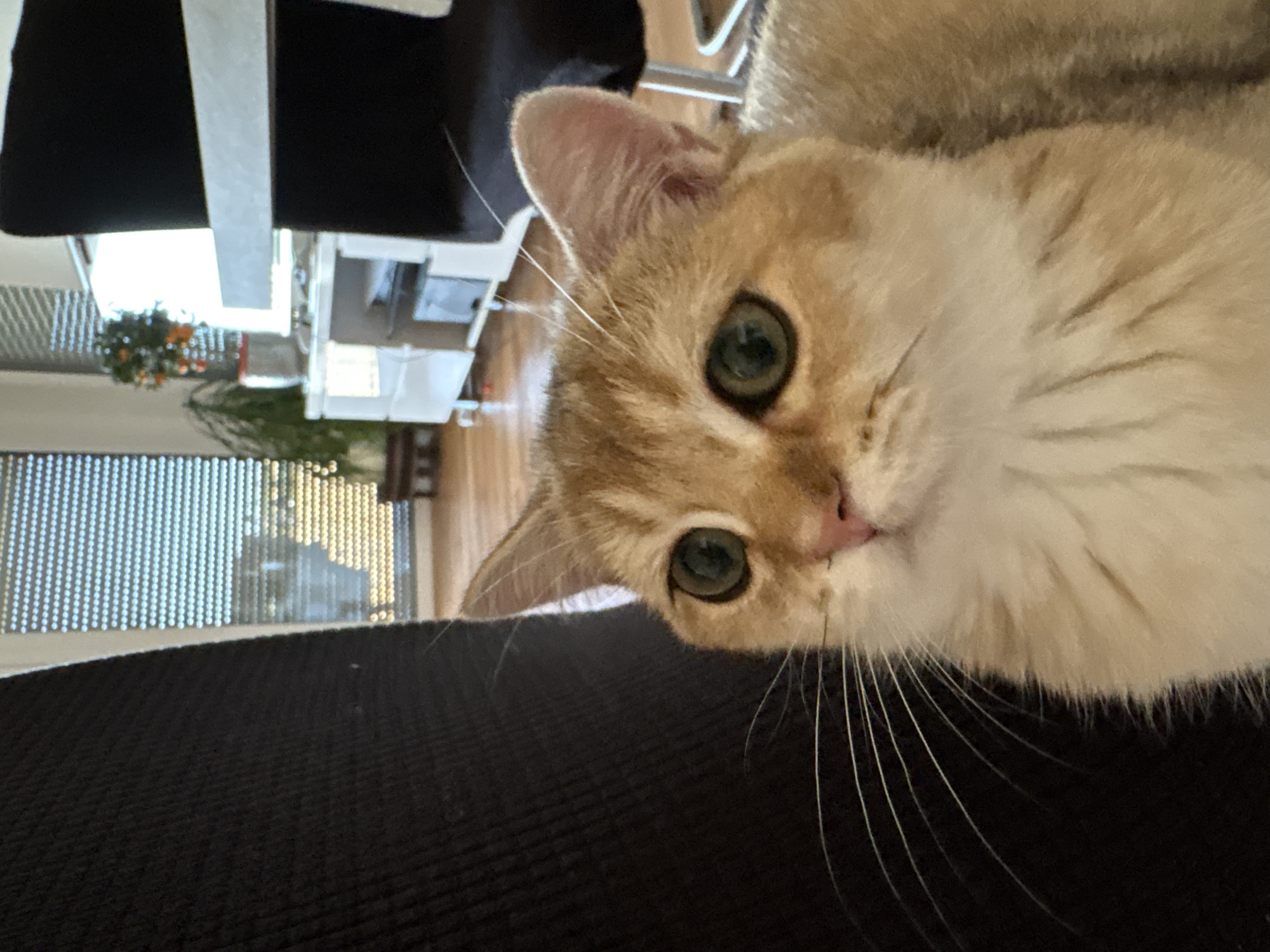 A close-up, eye-level, medium shot captures an orange and white cat with large green eyes, its face filling the foreground. The cat is looking slightly up and to the right. The background is blurred, showing a room with a large dark object on the left, possibly a chair or sofa. To the right, a window with a horizontally slatted blind is visible, with a hint of an outdoor scene beyond. Further in the background, a white media console with shelves is present, along with a black chair and a table. The overall impression is that of a domestic interior. The image is not from Bönnigheim, Germany.