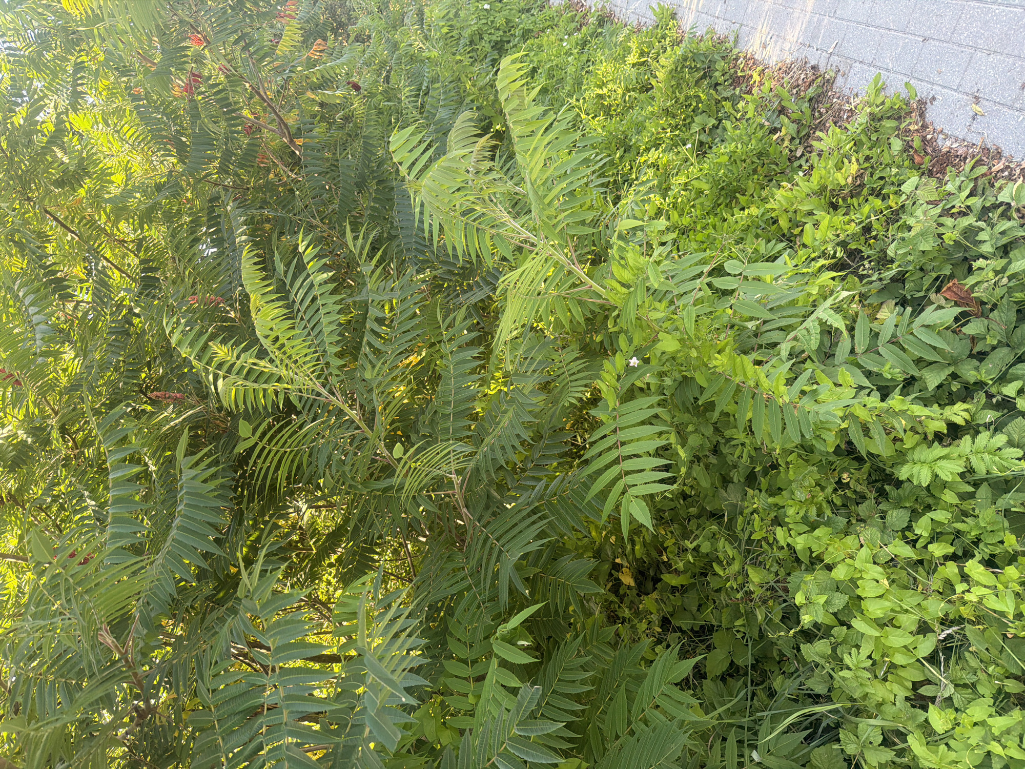 The image depicts a dense thicket of green foliage, primarily consisting of compound leaves with serrated edges, suggesting a sumac or a similar plant. Small, reddish, cone-shaped structures are visible interspersed among the leaves, possibly indicative of developing fruit or flower heads. The vegetation is lush and appears to be growing along the edge of a paved walkway, constructed from light gray rectangular pavers arranged in a linear pattern. A scattering of dry leaves and organic debris lies between the plants and the walkway. The scene is illuminated by sunlight, creating bright highlights and dappled shadows, indicating it is daytime. The location is identified as Vzmorye, Russia. No people or animals are present in the image.