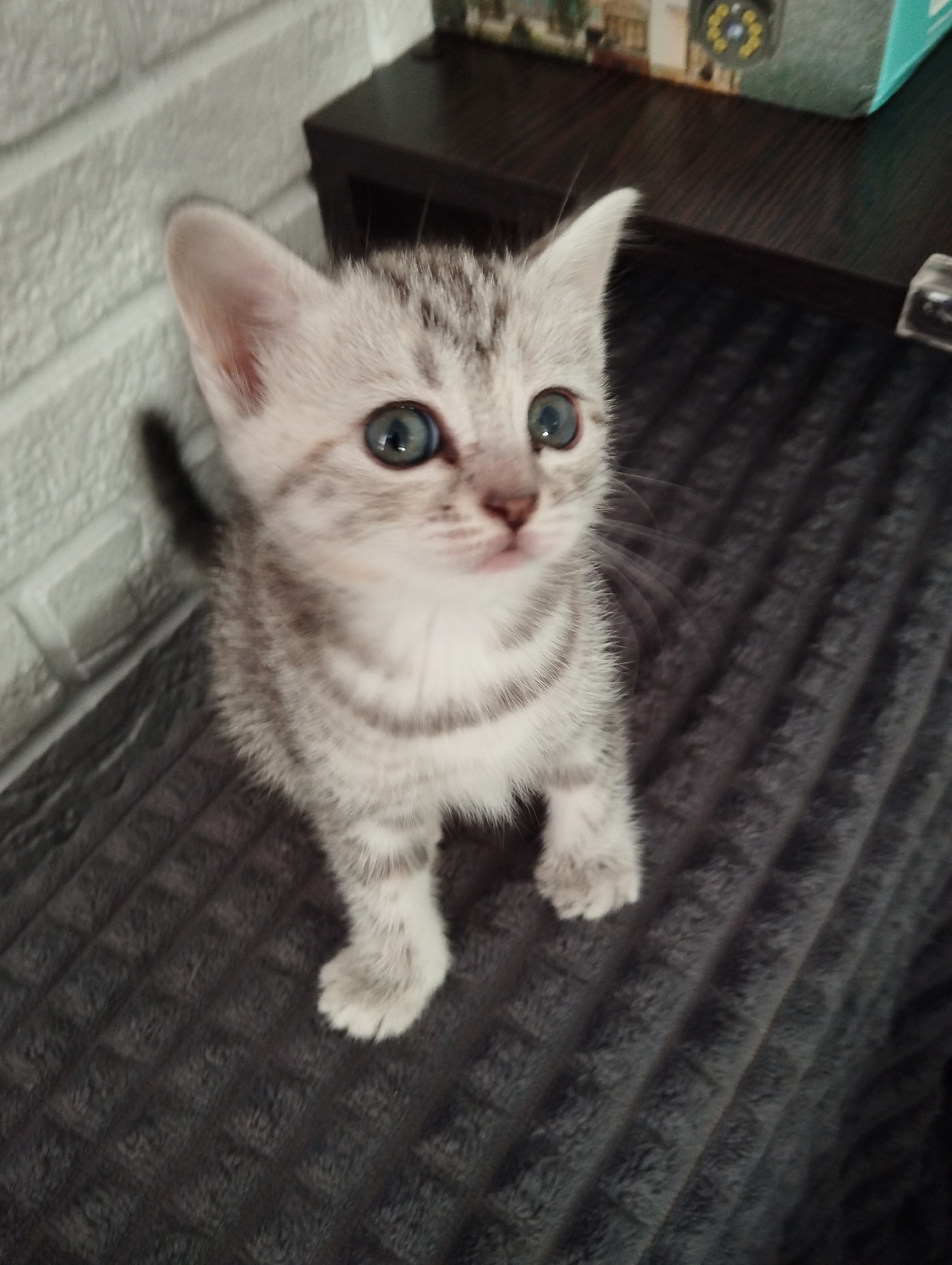A close-up, slightly high-angle shot of a kitten. The kitten is standing on a gray, textured surface (possibly a blanket or upholstery). The kitten has light gray and white striped fur, light-colored ears with pink inside, and striking blue eyes. The background includes a white brick wall to the left, and a dark brown wooden surface (possibly a shelf or table) with some objects on it in the upper right corner. While it's hard to confirm the city of Krasnogorskoye, Russia location with no other visual evidence, the subject is primarily a kitten in an indoor setting.
