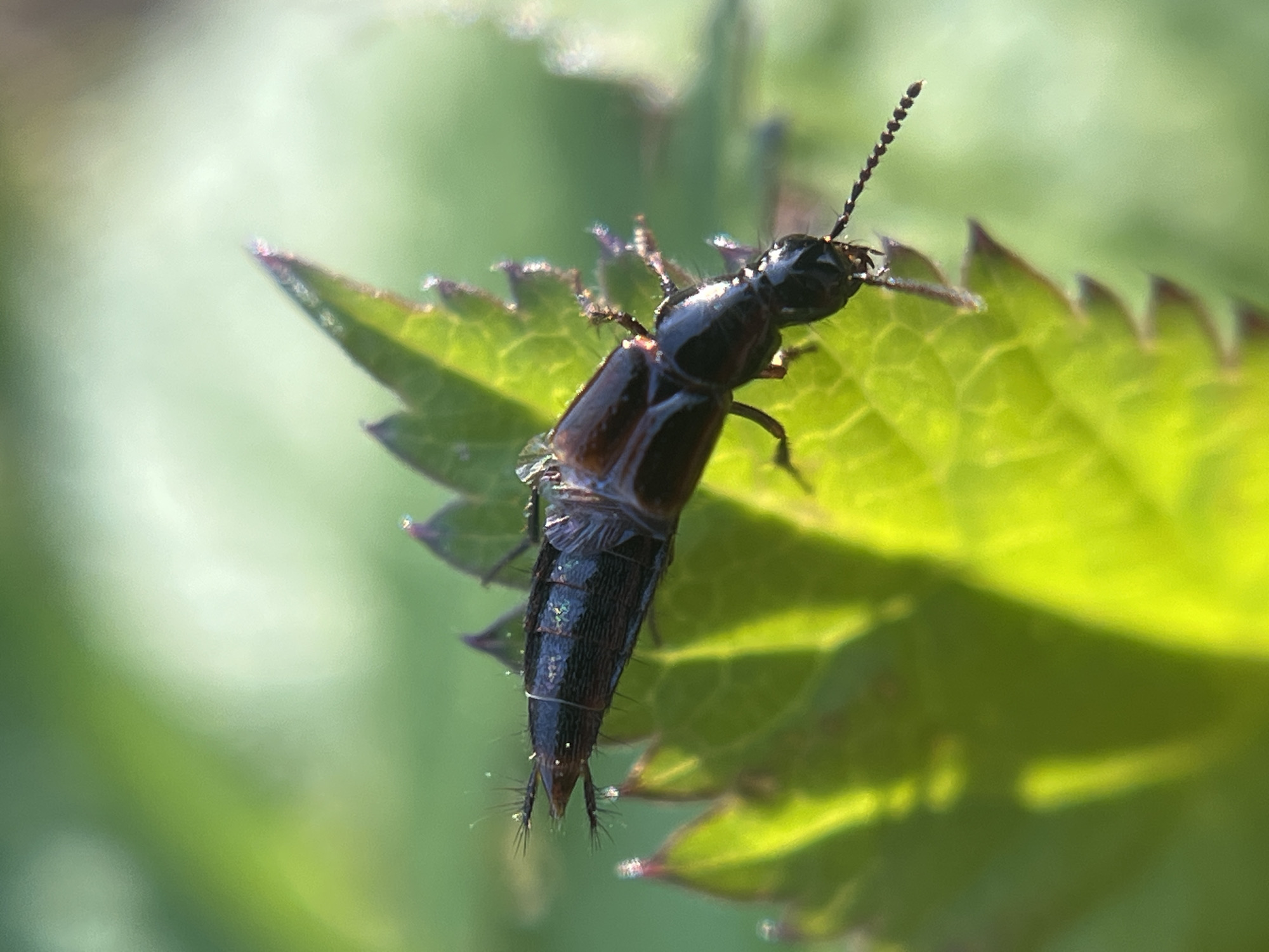 A rove beetle (Staphylinidae) is resting on the leaf of a plant. The beetle's body is dark brown to black, with segmented antennae. The leaf is bright green with serrated edges. The background is blurred and out of focus. The location is Zhigalki, Russia.