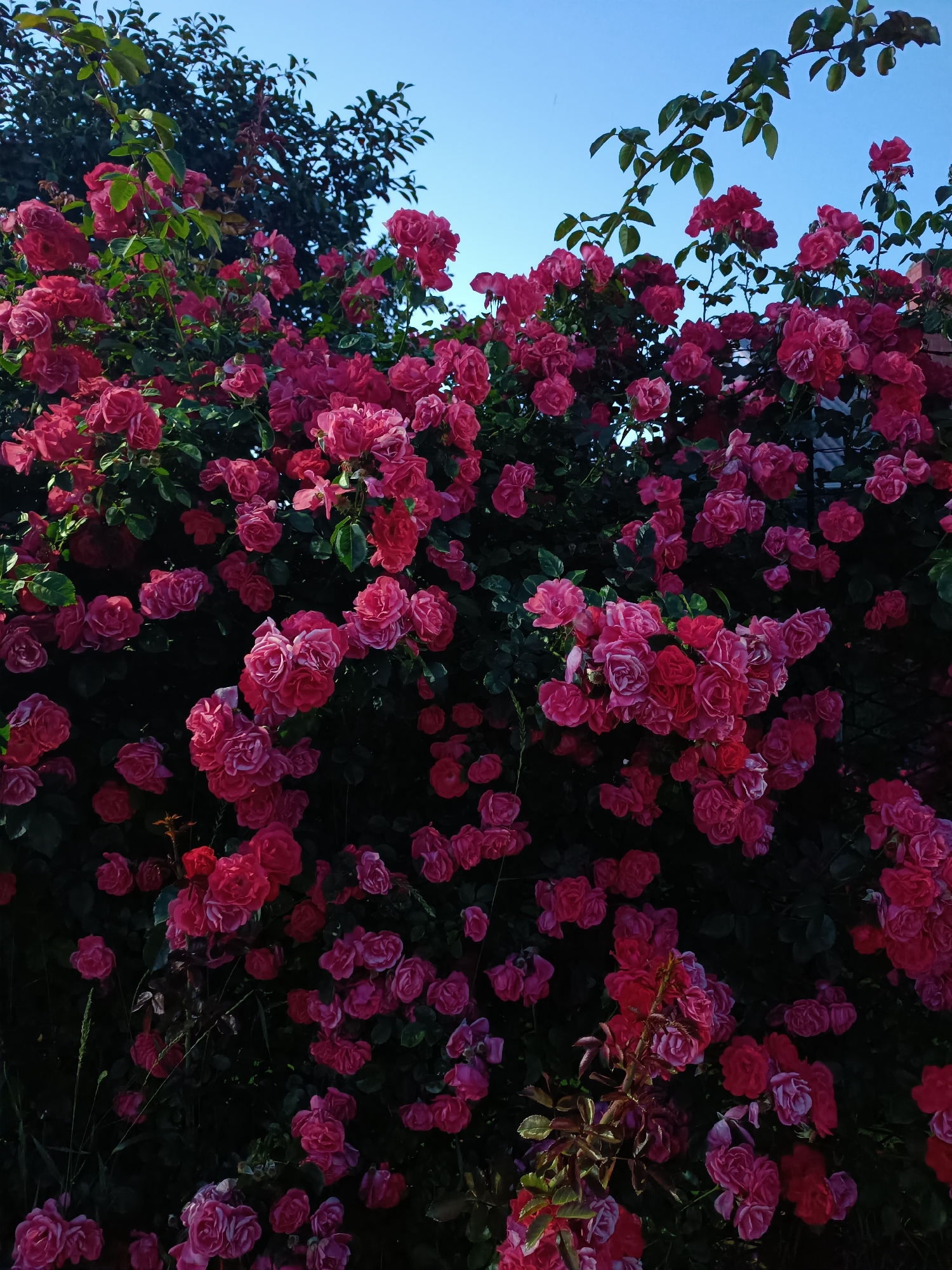 A dense bush of pink roses is captured in a vertical, close-up shot. The roses are in various stages of bloom, with some fully open and others still tightly budded. The leaves of the rose bush are dark green and lush, forming a backdrop for the vibrant pink flowers. The image is dominated by the roses, with only a sliver of clear blue sky visible at the top of the frame, suggesting an outdoor setting during daylight hours. There are no people, animals, or other objects visible in the frame. The lighting suggests it might be late afternoon or early morning due to the soft illumination on the flowers.