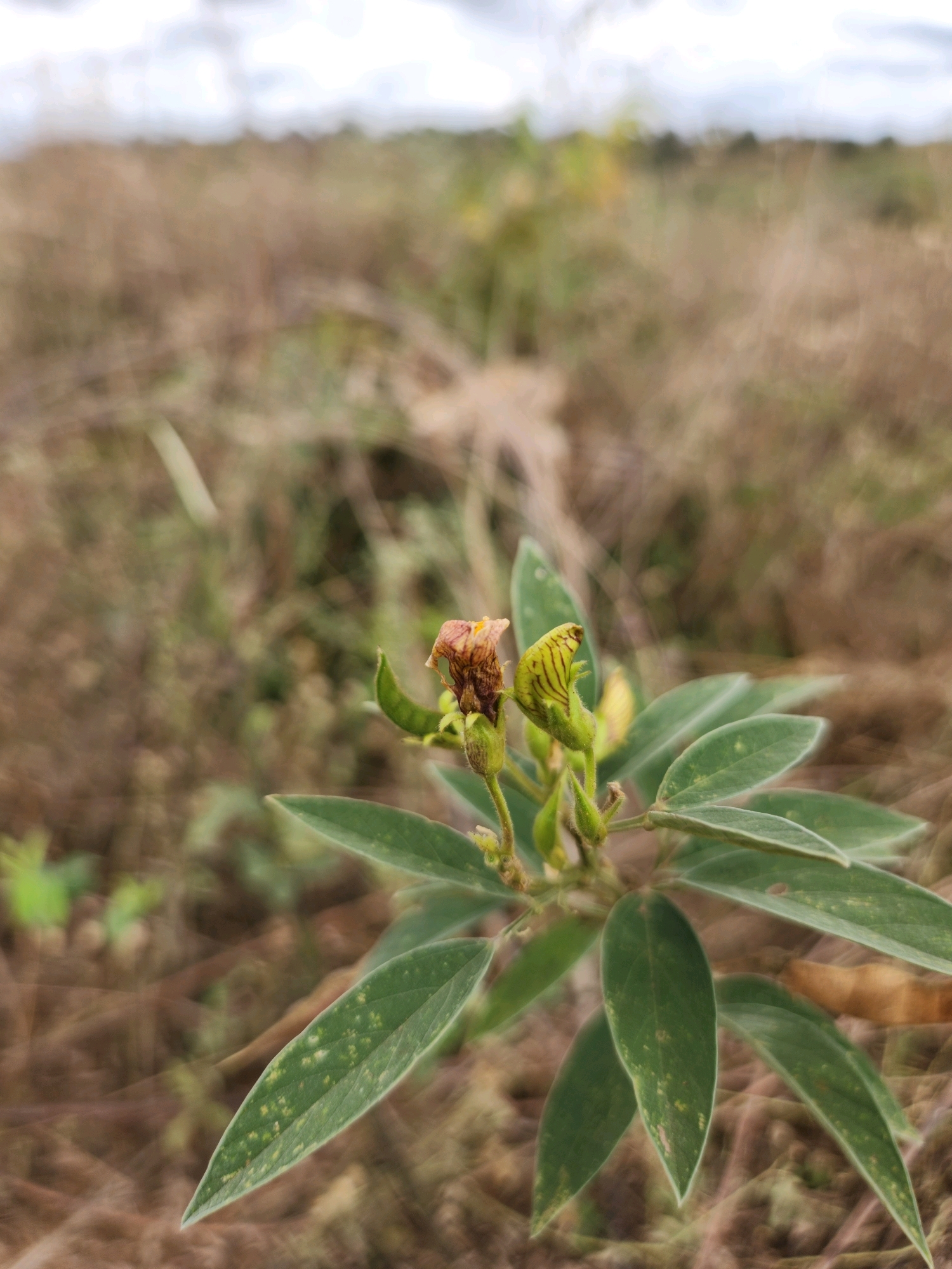 A close-up, shallow depth of field photograph captures a small, leafy green plant with a few developing seed pods and two partially opened flowers. The plant is centered in the foreground, with its leaves and developing seed pods in sharp focus. The flowers, one a dried brown and the other a striped green bud, are positioned towards the left of the plant. The background consists of dry, brown vegetation and a blurred horizon with an overcast sky. The scene depicts a natural, undeveloped outdoor environment, likely a field or uncultivated area, with no signs of human activity or urban structures. The image does not contain any information to suggest it is located in Zombo, Tanzania.
