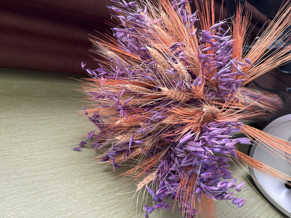The image depicts an indoor scene focused on a large, dense bouquet of dried plant material. The bouquet is primarily composed of natural light brown wheat heads, numerous purple-dyed oat-like seed heads, and vibrant reddish-orange-dyed grass stalks. These components are arranged vertically and fan outwards, suggesting they are held in a transparent vase, a small portion of which is visible at the bottom center. The background to the left features a light olive-green wall with a subtle textured pattern. To the right, the background is a dark reddish-brown, appearing to be a curtain or drapery. A small, curved, white object is partially visible in the bottom-left foreground. No individuals, actions, or interactions are present. The specific city of Dedenevo, Russia, or any precise location within it, cannot be determined from the visual information provided. The setting is consistent with a domestic or office interior.