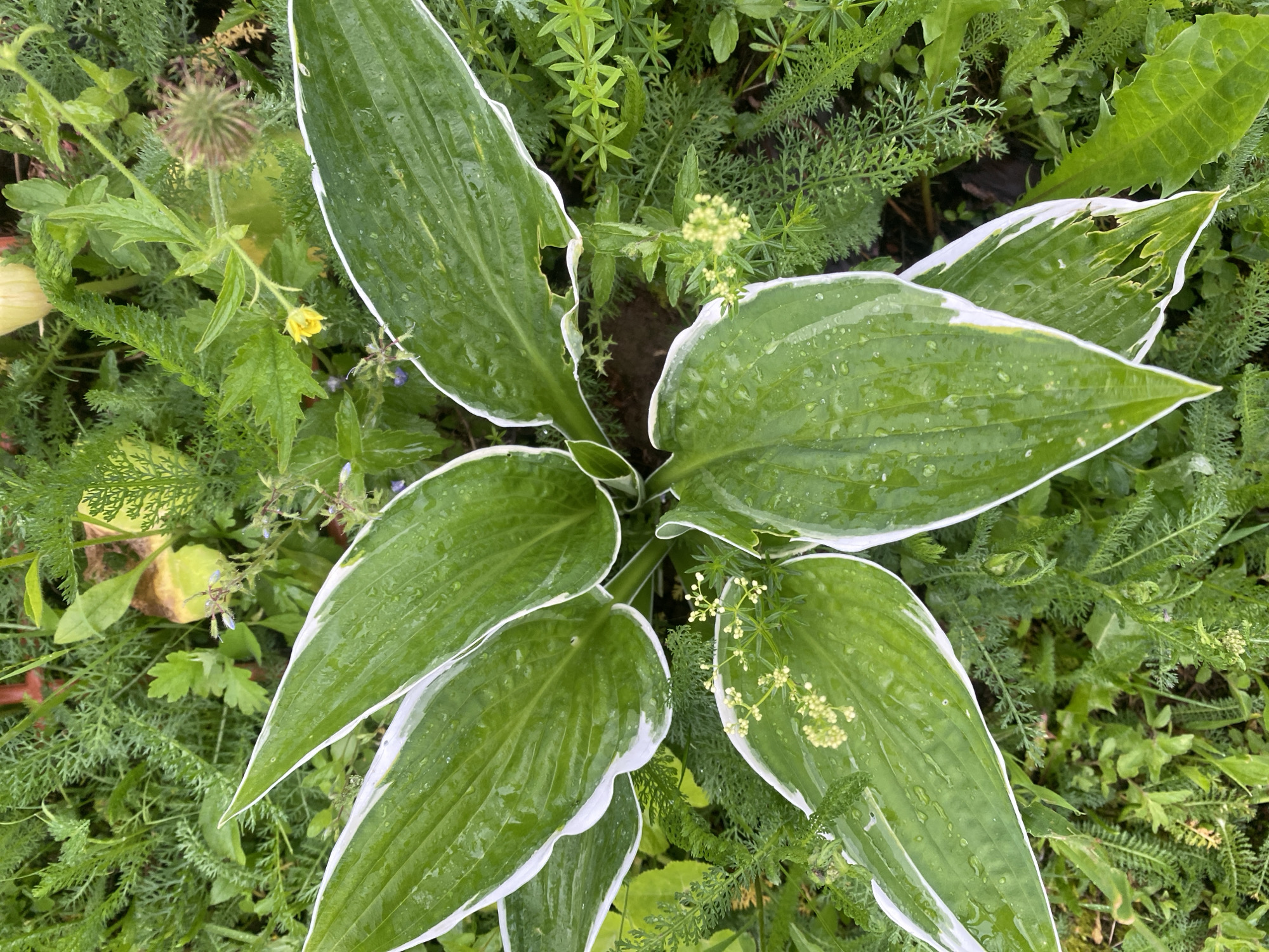 This is a close-up, overhead shot of lush green foliage in a garden environment. The primary subjects are several large, ovate hosta leaves, each featuring a prominent white margin and visible water droplets on their surfaces, suggesting recent rain or watering. These hosta leaves are interspersed with a variety of other green plants, including ferns with delicate, feathery fronds and smaller, lighter green plants with thin, needle-like leaves. In the background, some yellow and light purple flowers are visible, adding subtle pops of color. The overall scene is one of abundant, healthy plant life, characteristic of a well-maintained garden. The location is Lindo-Pustyn' (Kantaurovskii S/S), Russia.