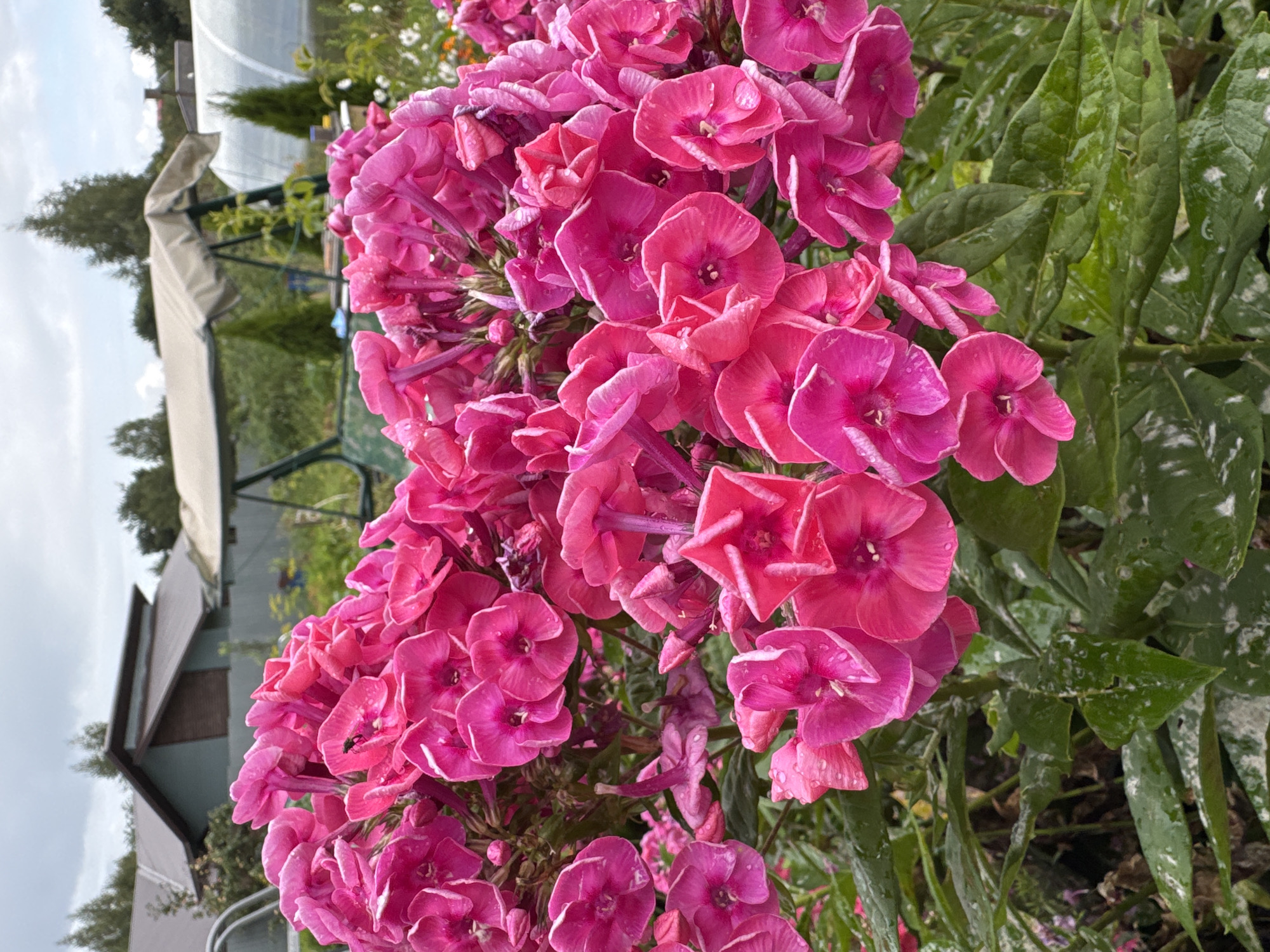 The image shows a close-up view of bright pink phlox flowers in the foreground, with droplets of water on the petals and leaves. In the background, there are houses with dark roofs, a garden swing with a beige canopy, evergreen trees, and a greenhouse. The sky is overcast. The scene appears to be in a rural setting, possibly a dacha or garden area in Старое Михайловское, Russia. There are no people or animals visible.