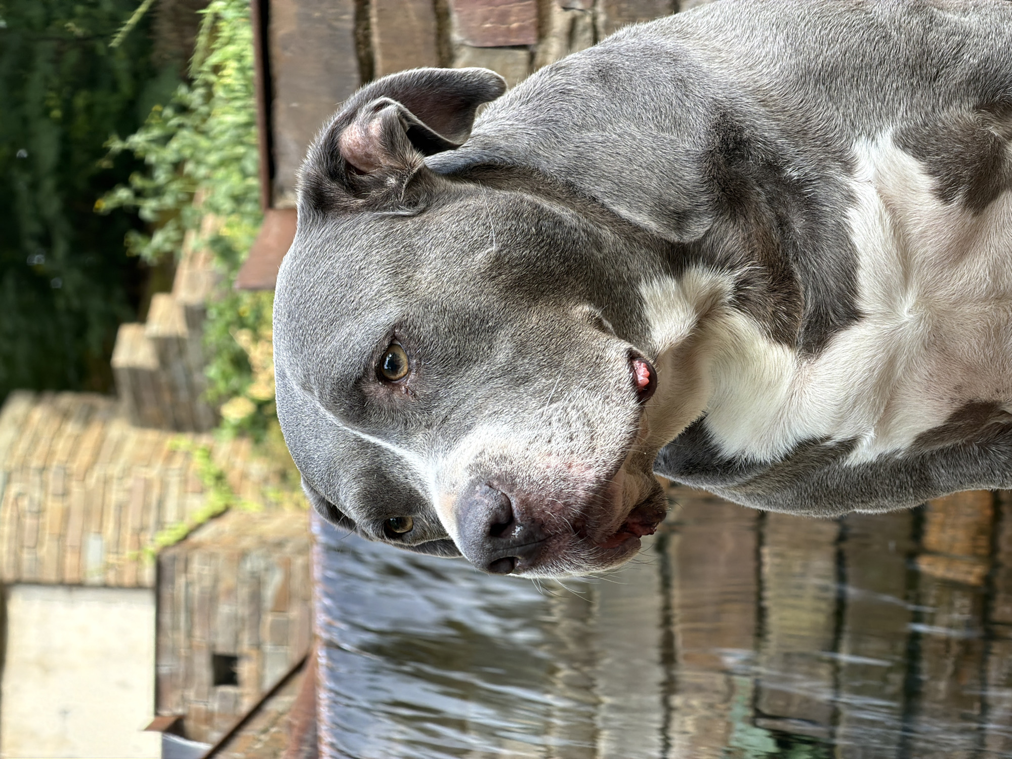 A grey and white pit bull dog is shown in profile, facing left, with a waterfall in the background. The dog has brown eyes and a pink tongue visible. The waterfall is made of layered stone and water flows down its face. In the background, there are stone structures and greenery. The dog is positioned in the foreground, and the background is slightly blurred. The overall scene is outdoors, with natural light. The location is not specified in the image or its description.