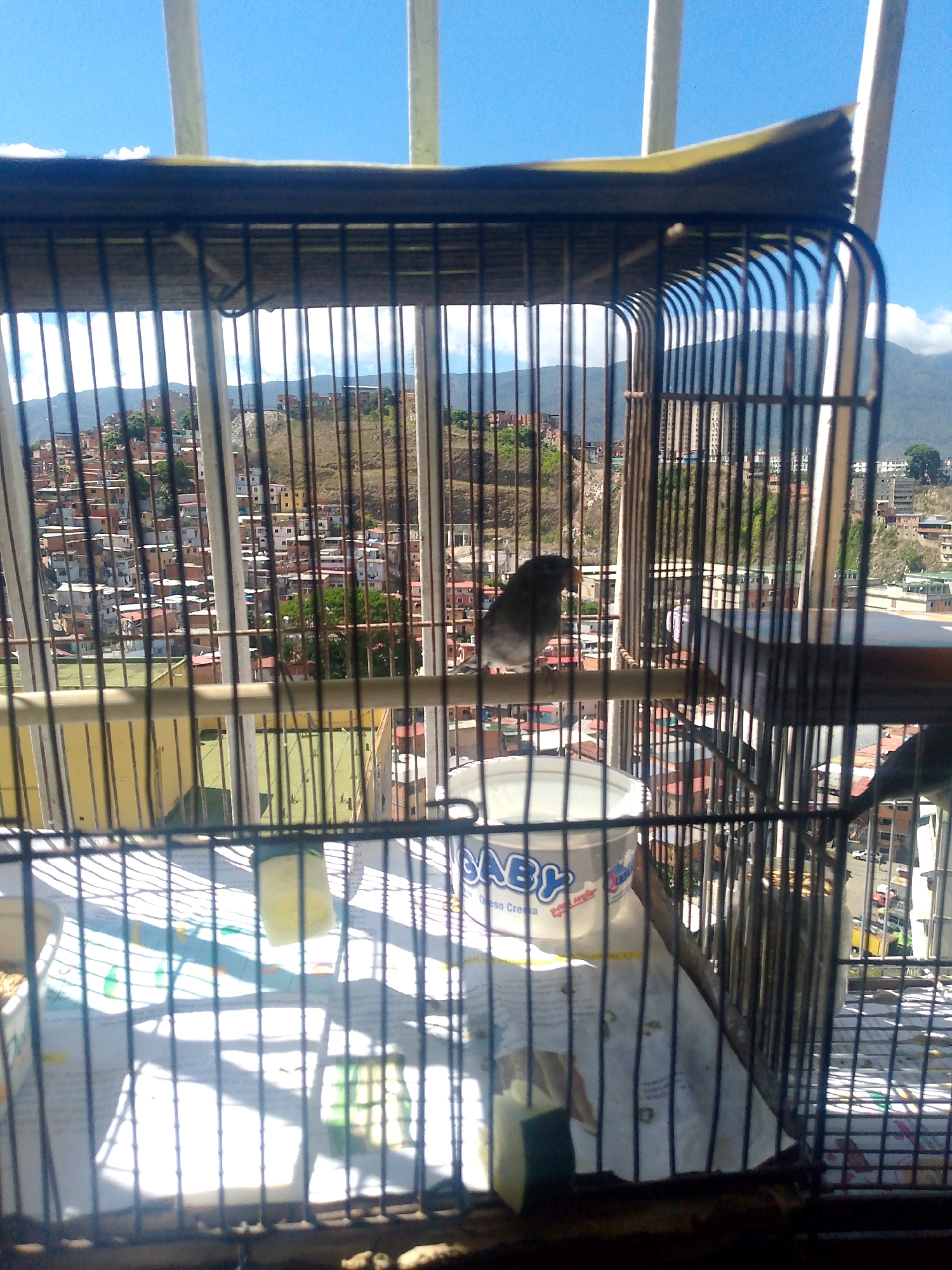 A birdcage sits on a balcony overlooking a densely populated hillside, characteristic of Caracas, Venezuela. Inside the cage, at least two small, dark birds perch on a wooden stick. A white plastic container labeled "Baby" is inside the cage, likely used as a food or water dish. The cage floor is lined with paper, and other objects, potentially food or treats, are visible within the cage. Outside the birdcage, the hillside is covered with buildings, and in the far distance, there is a mountain range under a blue sky. The balcony railing is visible.