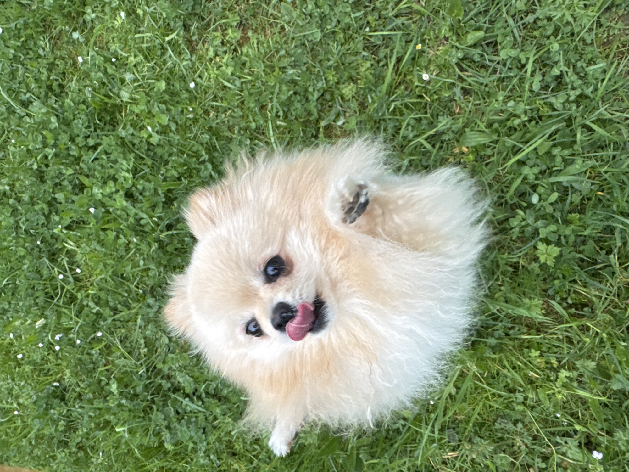The image depicts a cream-colored Pomeranian dog, viewed from directly above, lying on a patch of green grass with clover. The dog is looking up at the camera with its tongue protruding. Its front right paw is raised. The grass appears to be in a garden or yard. The location is Bietigheim-Bissingen, Germany, though the specifics of where in the city this image was taken is undeterminable. There are no other visible subjects or objects.
