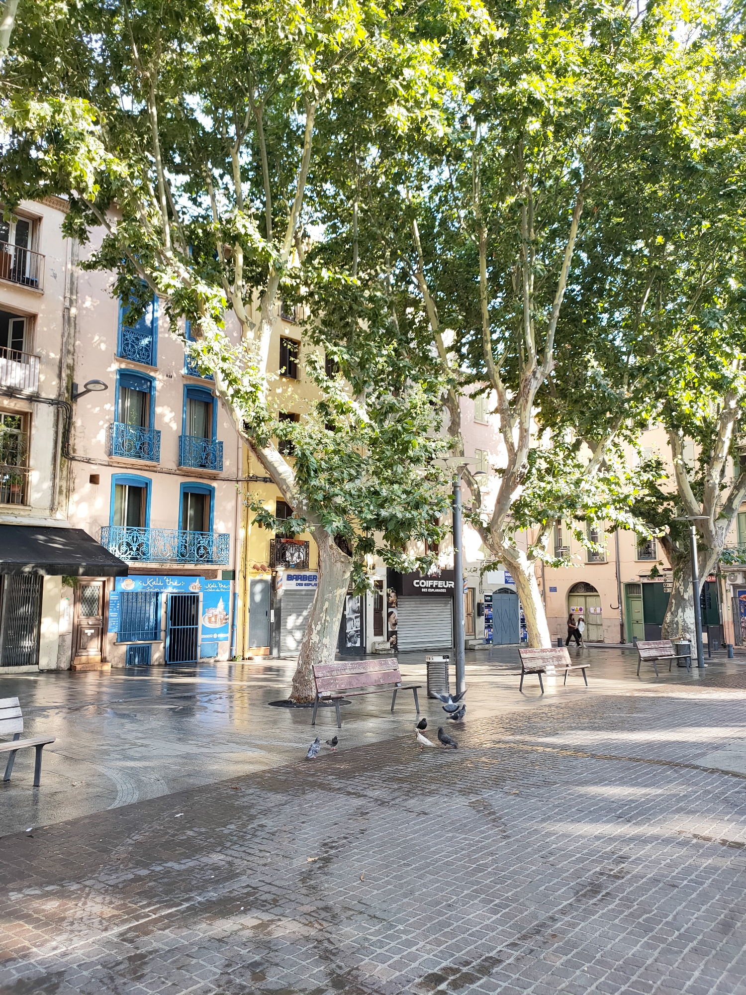 The image captures a street scene in Perpignan, France, specifically Place Arago, on a bright, sunny day. Large plane trees with lush green foliage dominate the foreground, casting dappled shadows across the wet cobblestone pavement. The ground appears recently wet, possibly from rain or street cleaning. Several pigeons are visible on the ground, with two in the mid-ground appearing to interact. Benches are placed throughout the plaza, some occupied and some empty. The buildings lining the square feature facades in muted colors, with prominent blue-painted window frames and ornate balconies. Shops with roll-down shutters and awnings are visible, including a "Coiffeur" (hairdresser) establishment and what appears to be a tea salon. Two individuals are walking in the background. The overall atmosphere is tranquil and public.